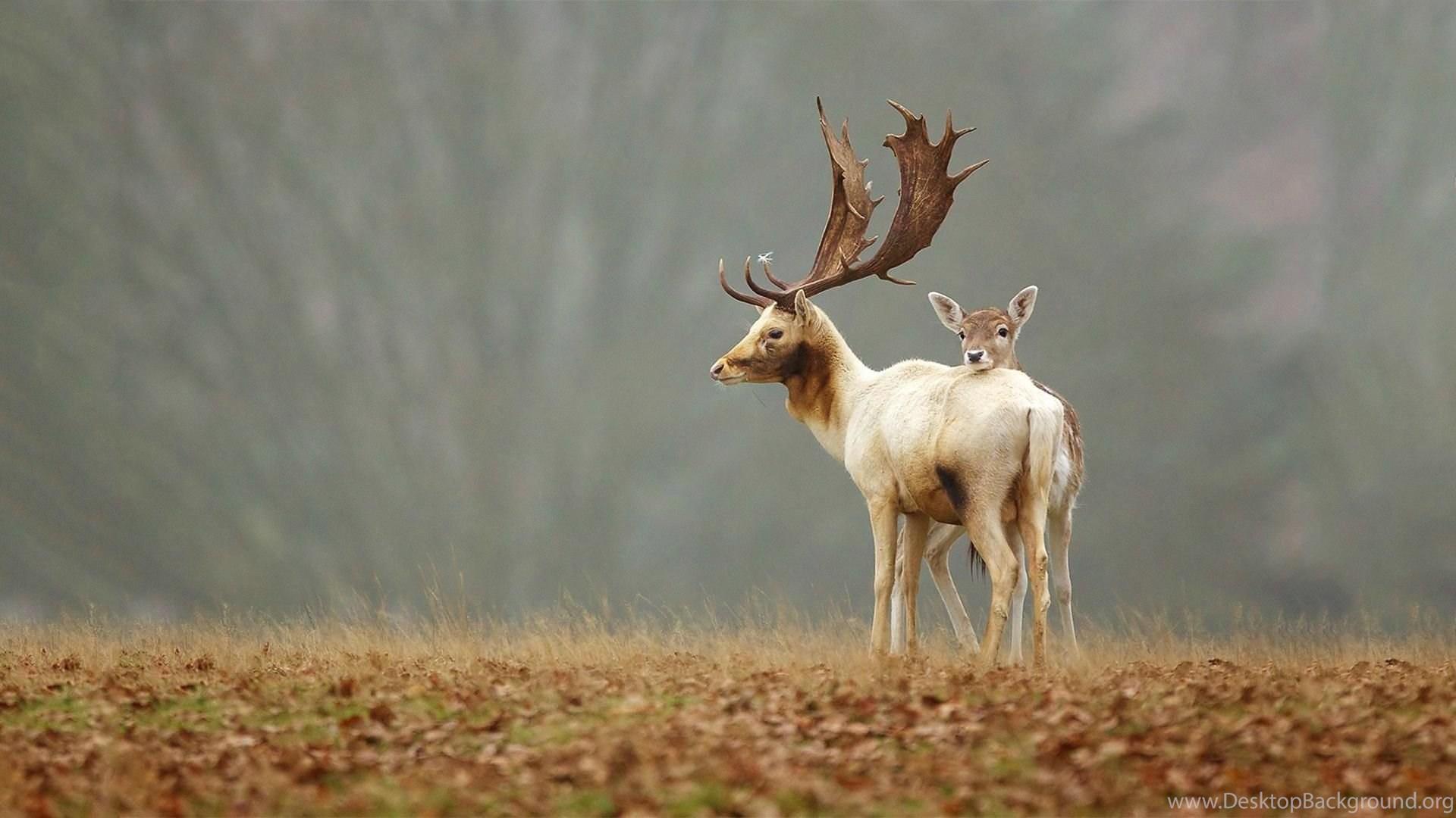 1920x1080 Deer Wallpaper: Deer Autumn Forest Cute Picture Gallery. Red Deer. Desktop Background
