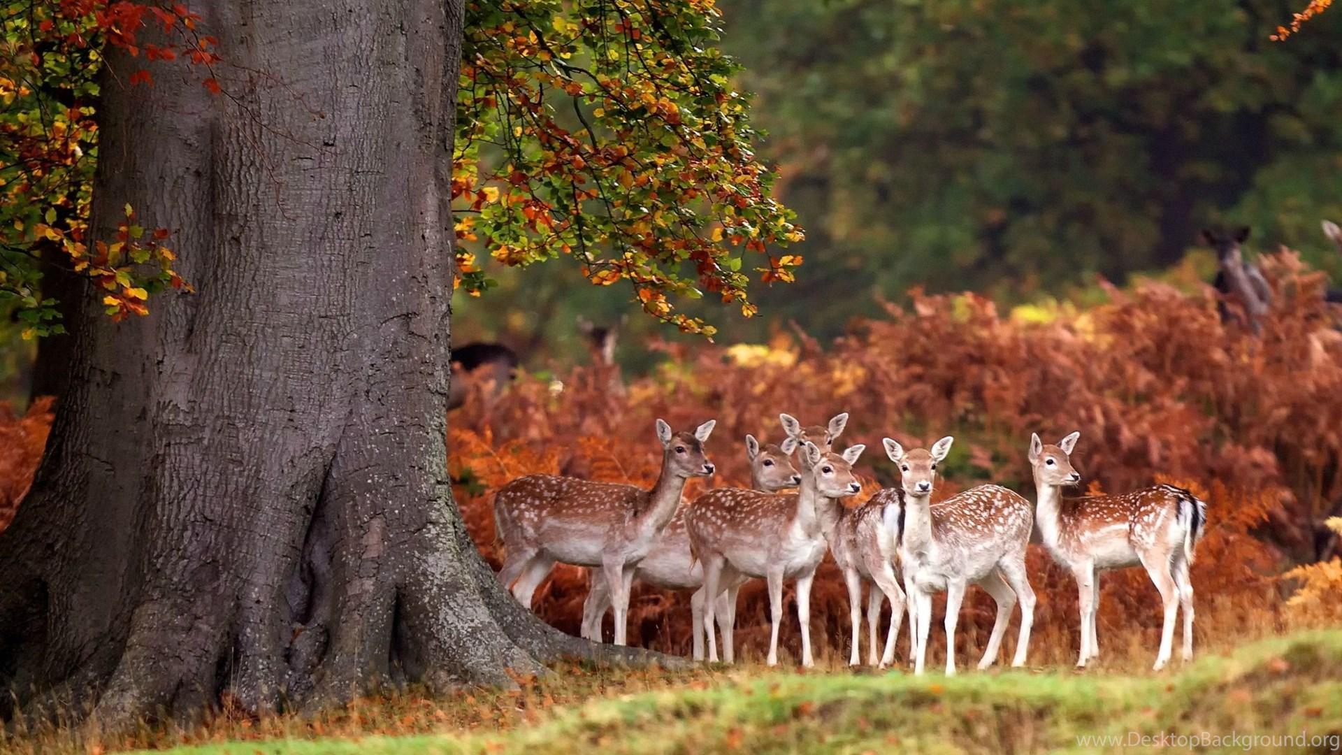 1920x1080 Gallery For Autumn Deer Wallpaper Desktop Background