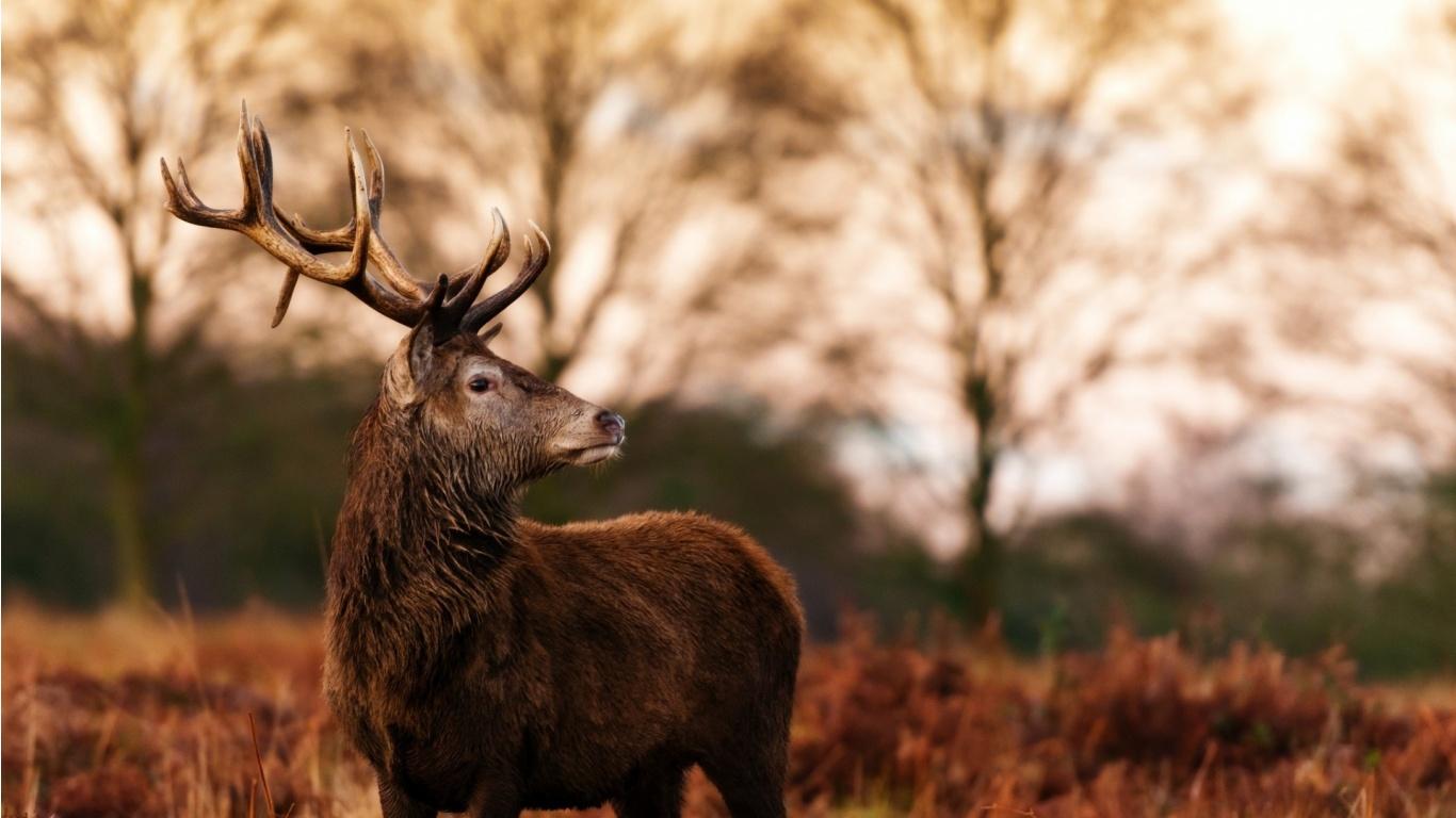 1366x768 Deer Beautiful Antlers And Autumn