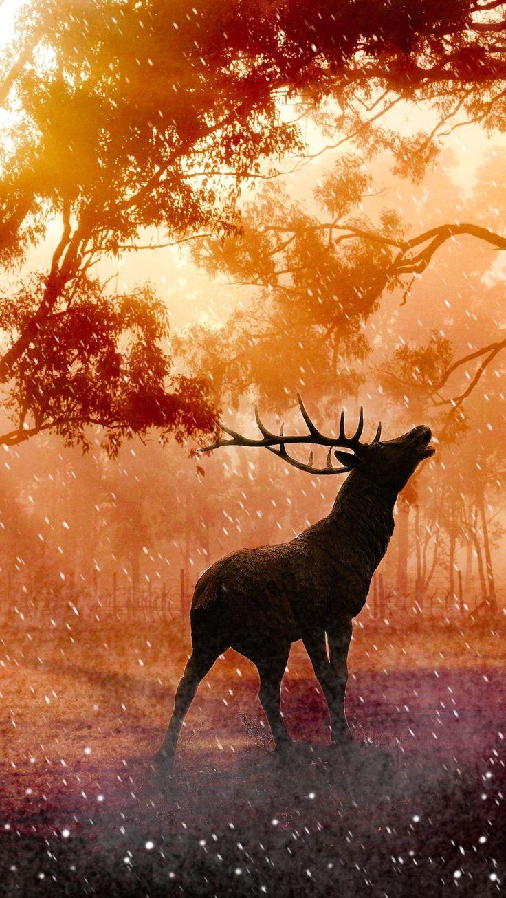 736x1306 Autumn Fall Deer iPhone 4K Wallpaper. Mobile wallpaper, Lock screen image, Wallpaper