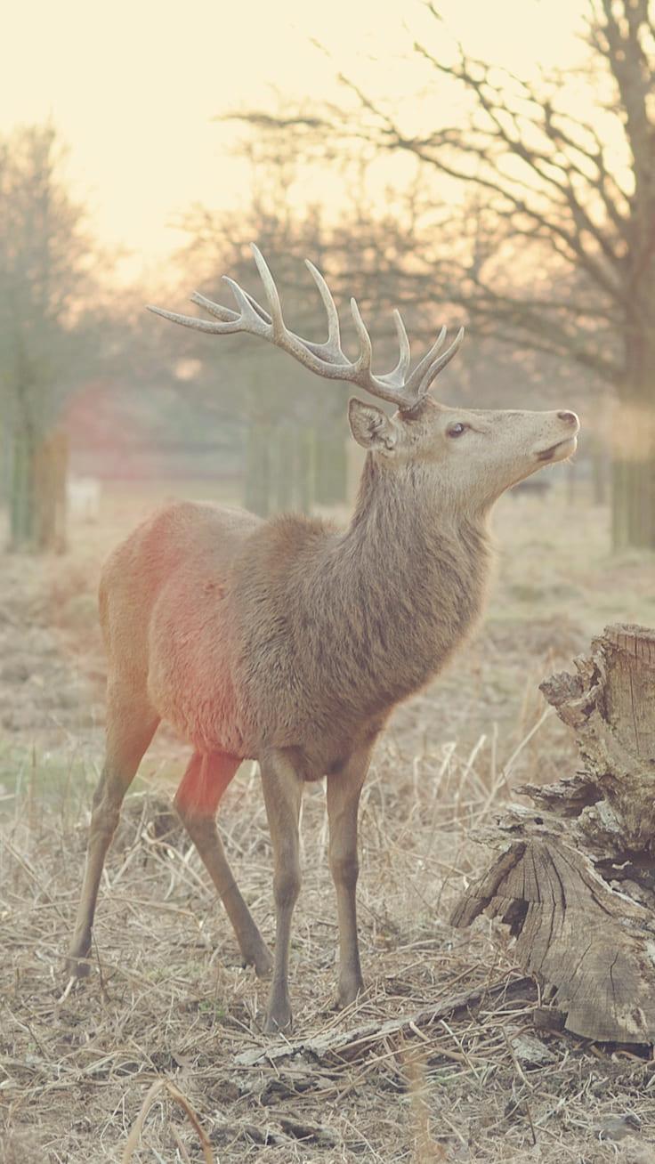 736x1308 Deer Fall autumn iphone wallpaper