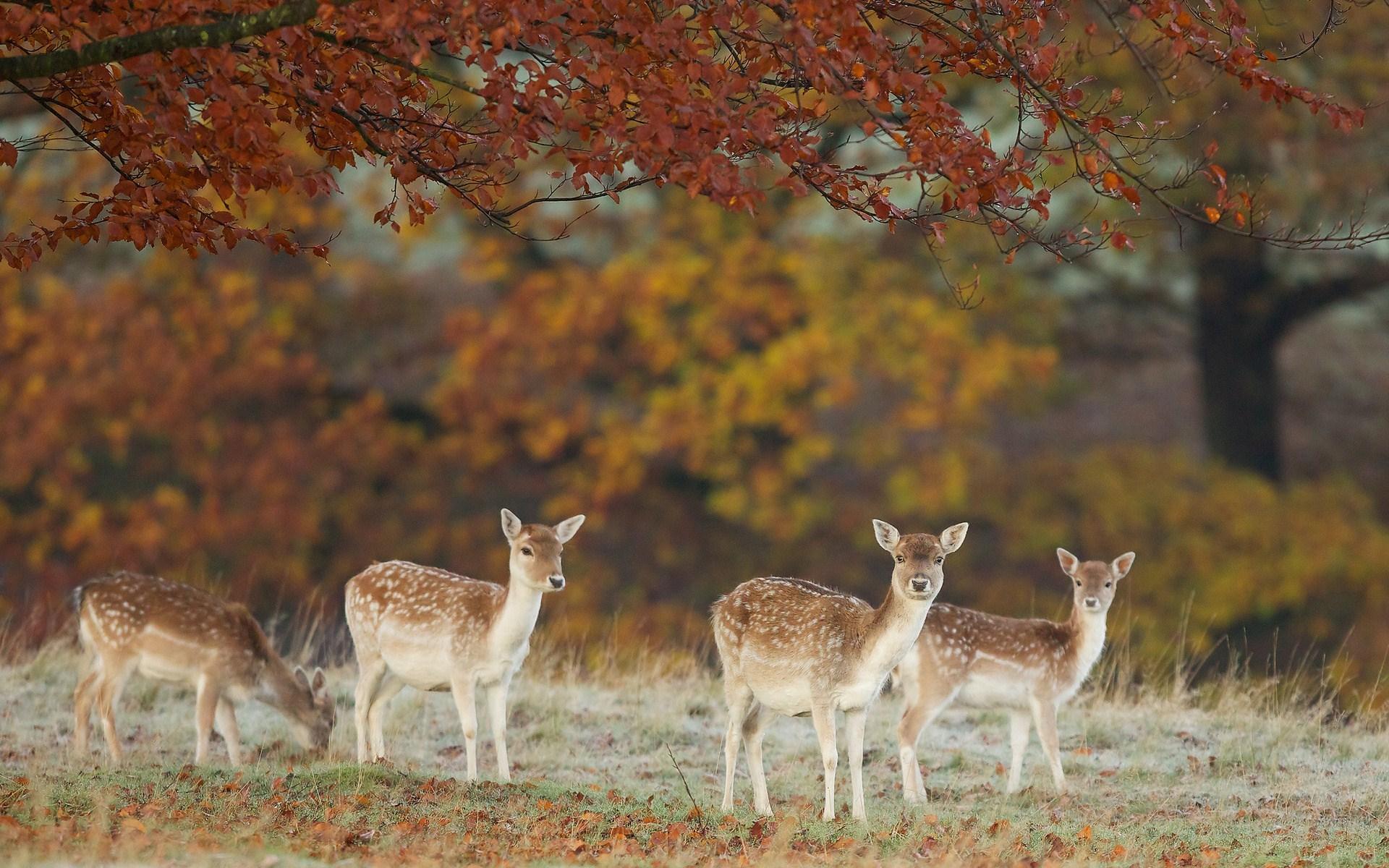 1920x1200 Four deers in the dry forest