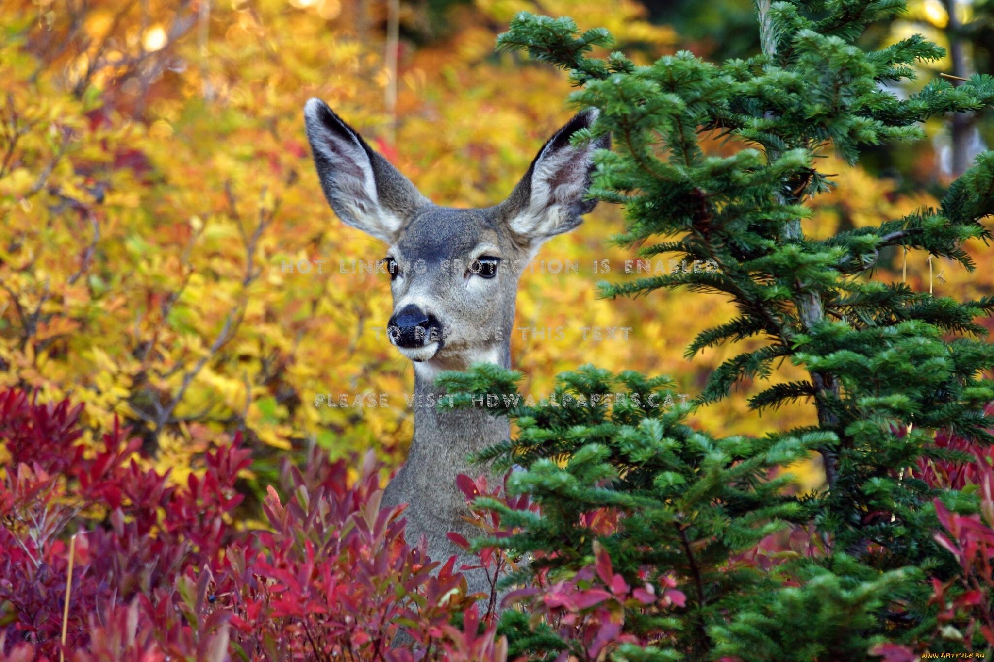 2048x1365 autumn deer red trees yellow fall doe green