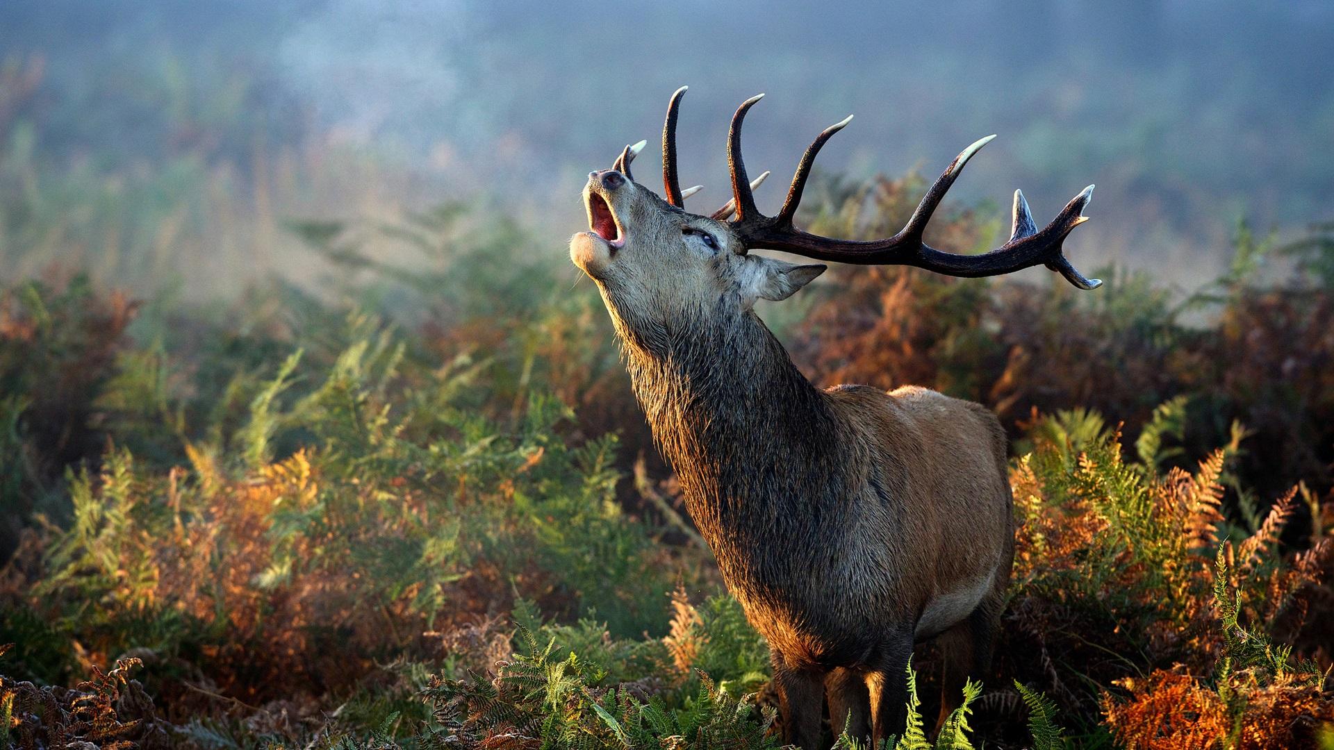 1920x1080 Wallpaper Deer horn, fern, grass, autumn, morning 1920x1200 HD Picture, Image