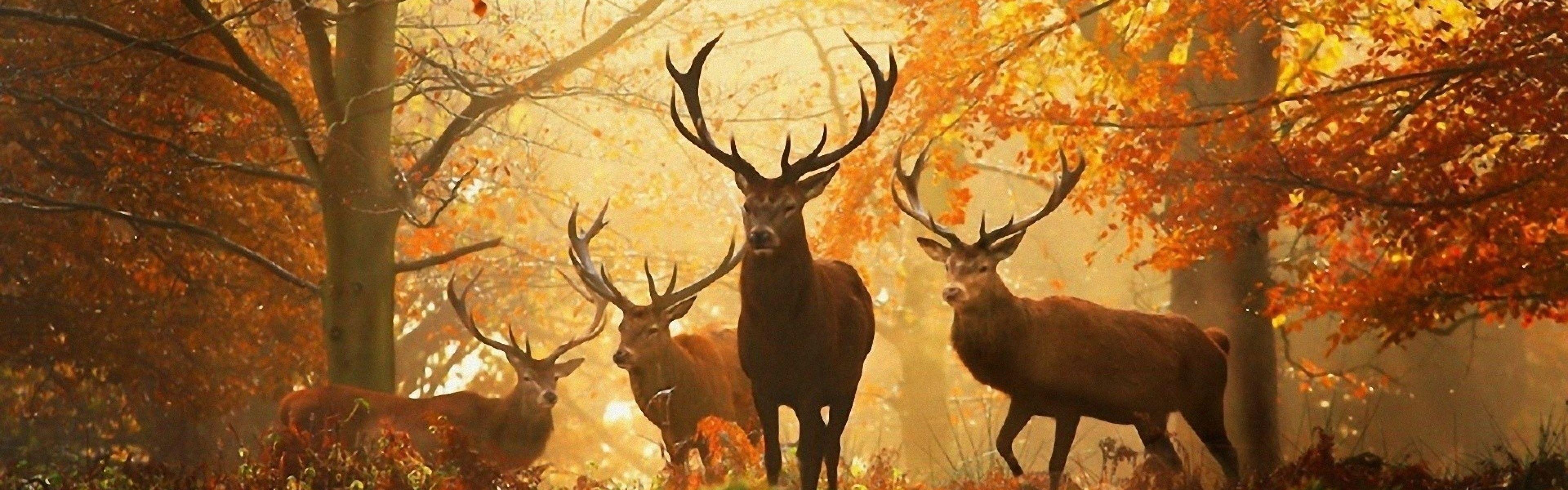 3840x1200 Download Wallpaper 3840x1200 Deer, Grass, Leaves, Autumn, Trees