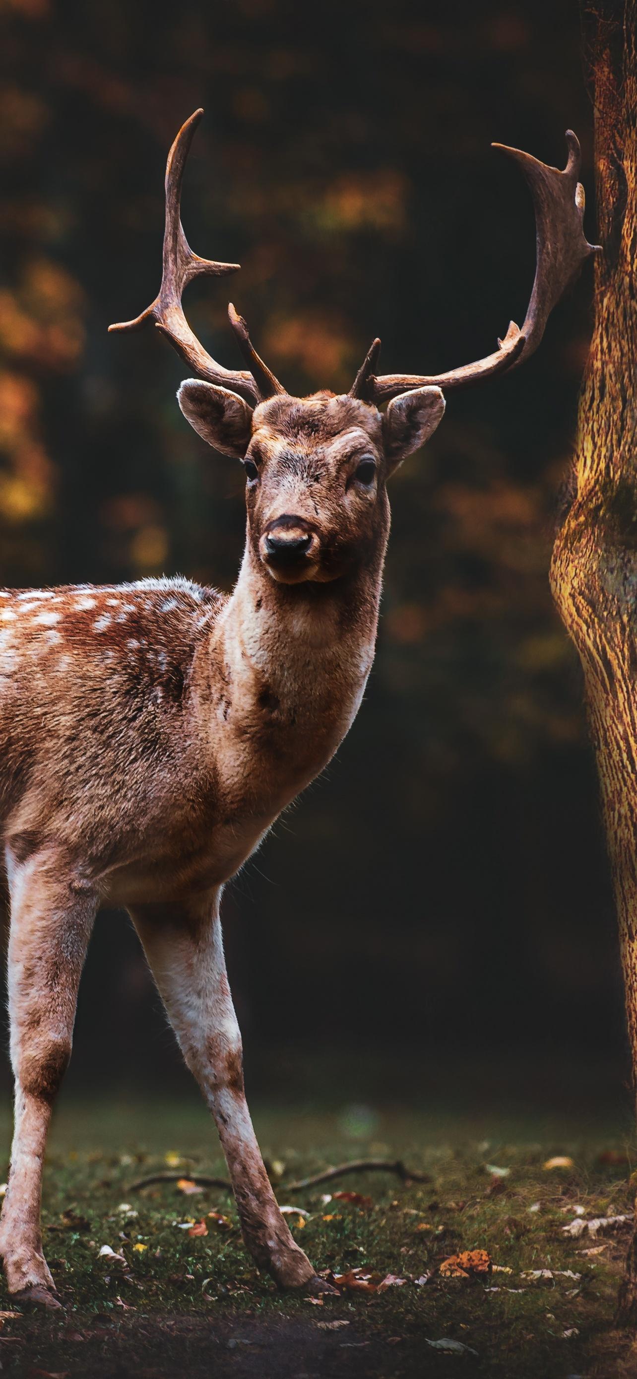 1284x2778 Fallow deer Wallpaper 4K, Squirrel, Bird, Trees, Forest, Autumn, 5K, 8K, Animals