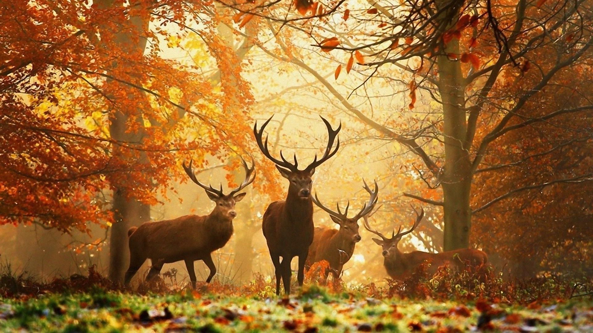 1920x1080 1920x1080 deer nature animals grass trees leaves wallpaper JPG 720 kB