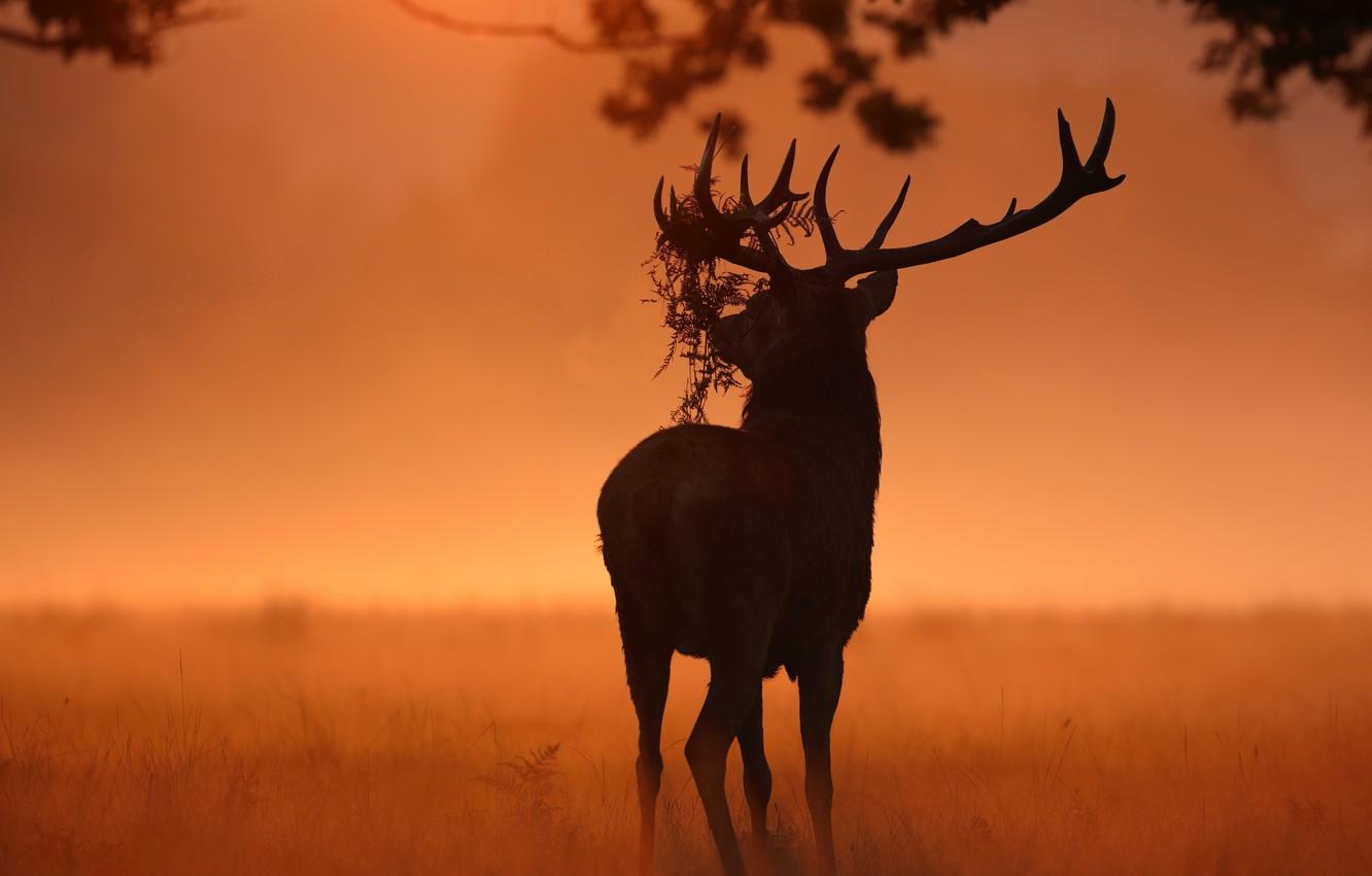 1332x850 Wallpaper autumn, nature, deer image for desktop, section животные