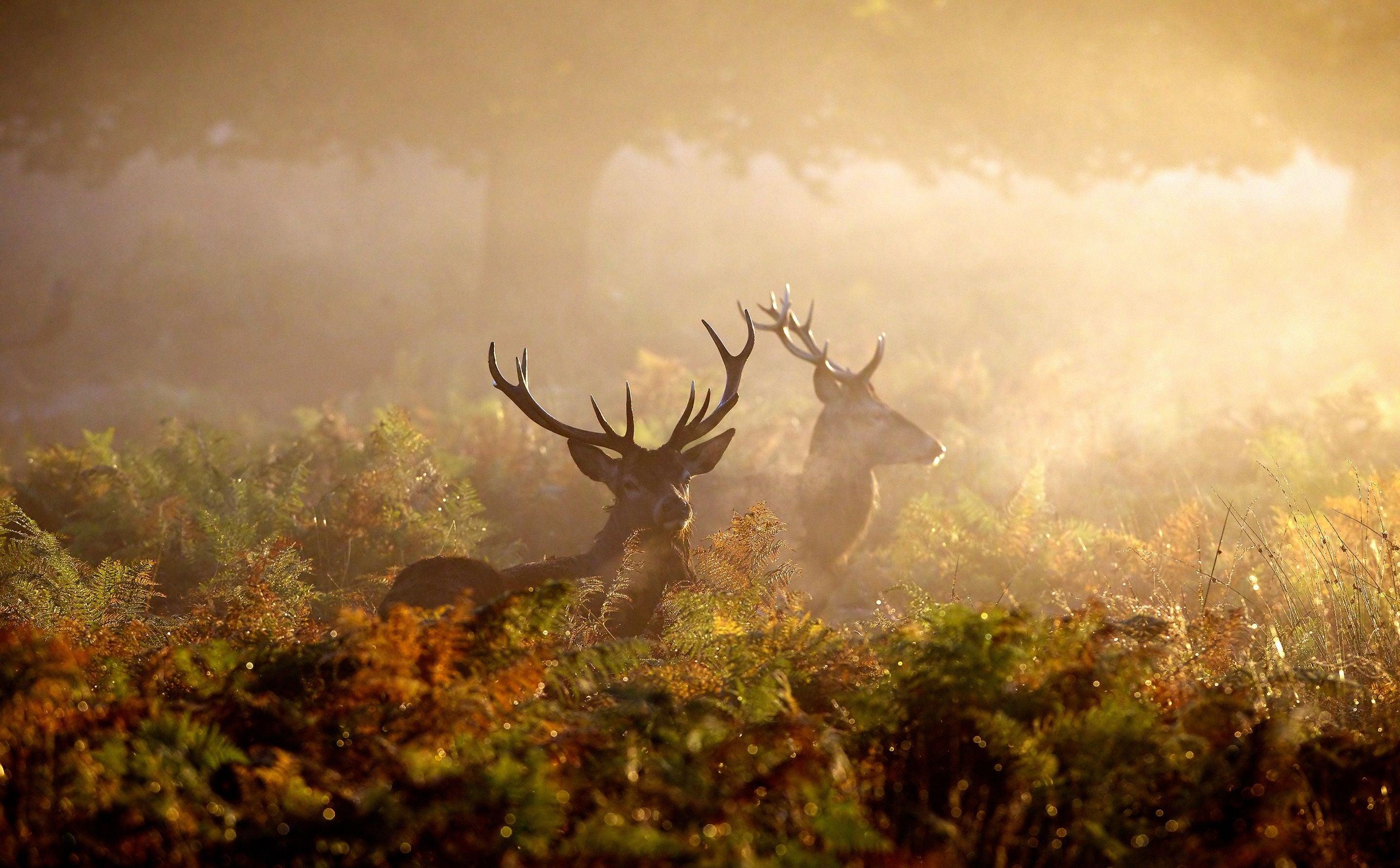 2880x1785 Red deer in UK's autumn mist