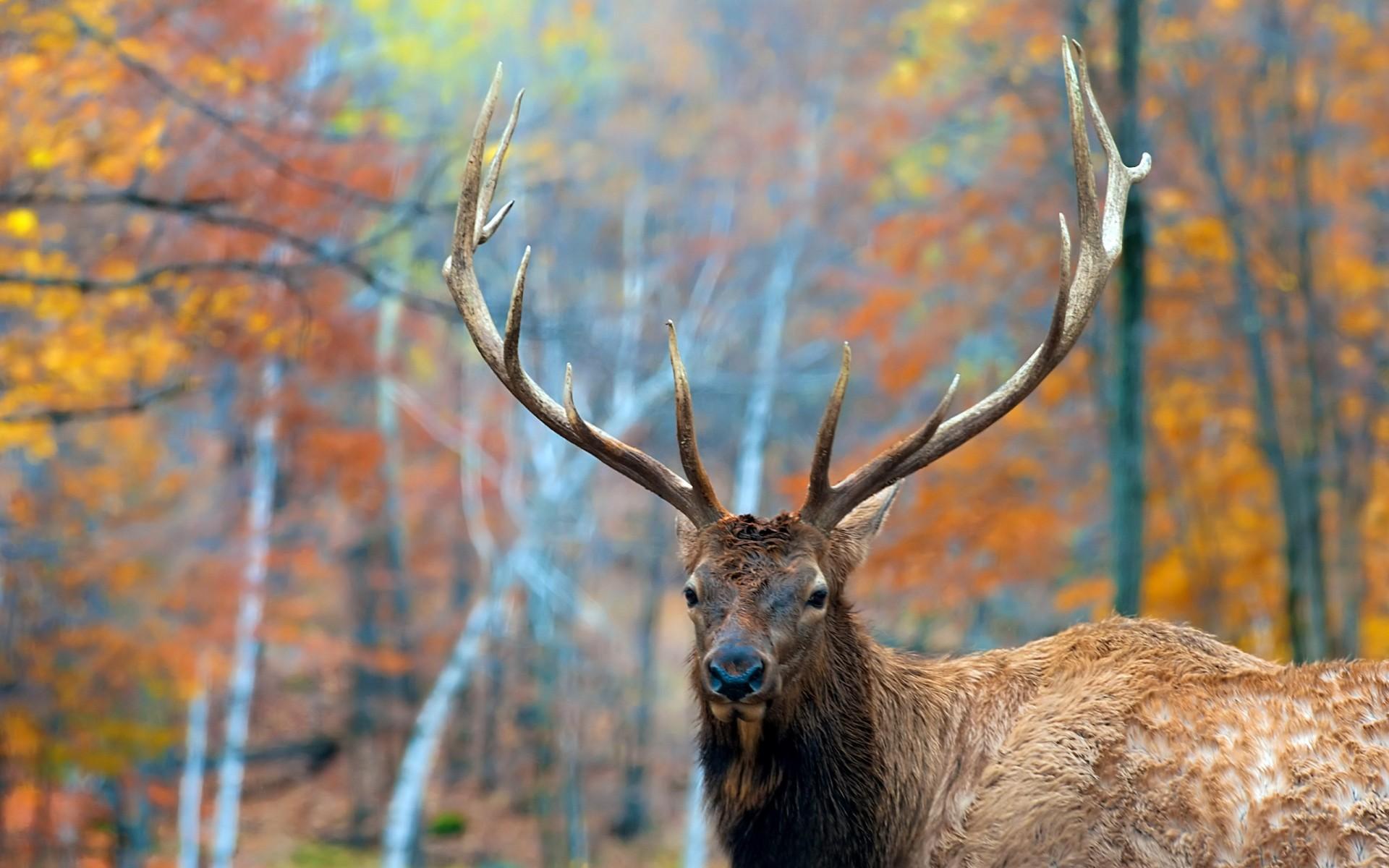 1920x1200 deer, Trees, Forest, Autumn Wallpaper HD / Desktop and Mobile Background