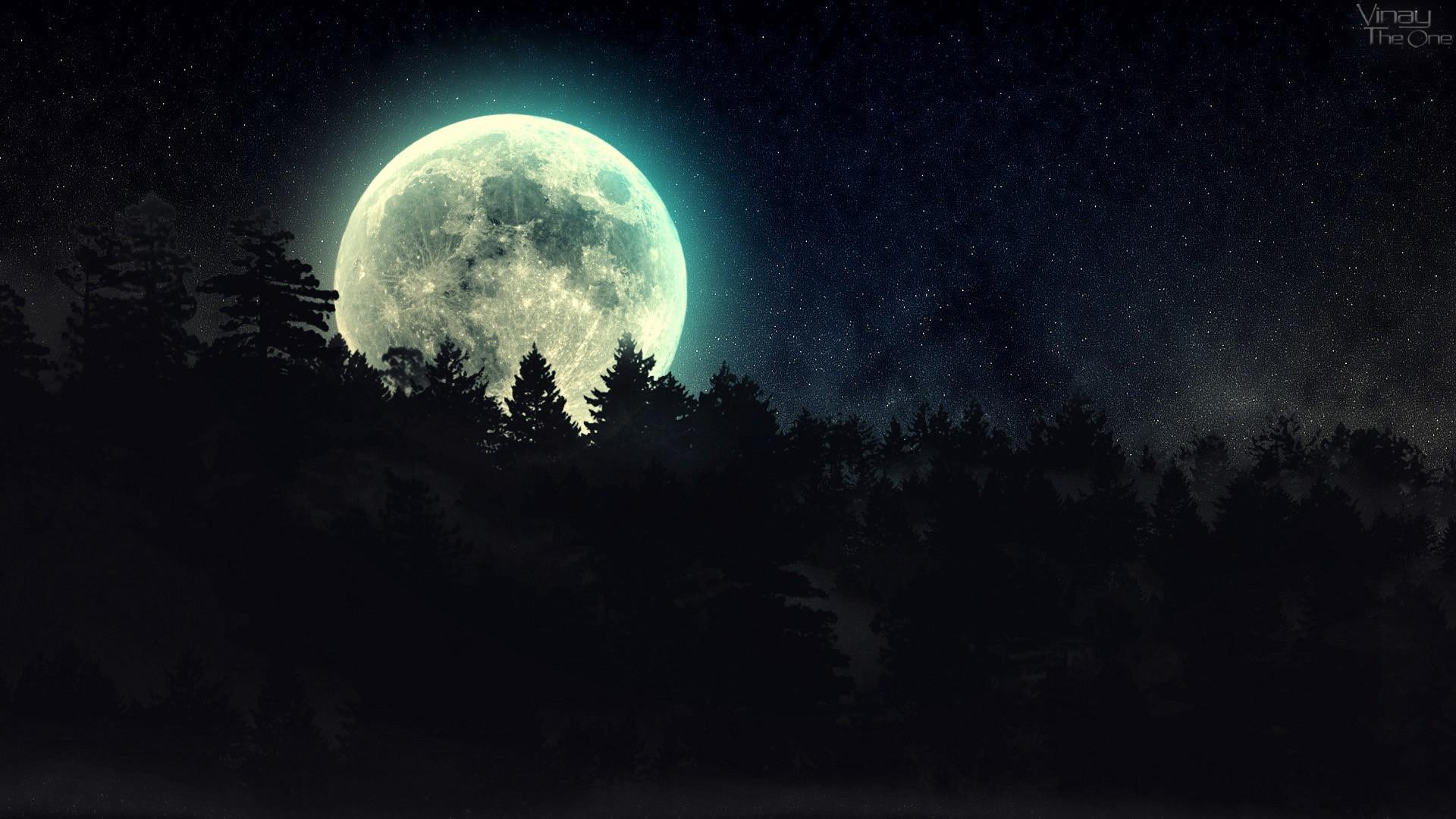 1920x1080 Dark Forest Wallpaper High Resolution Black And White Forest Wallpaper HD