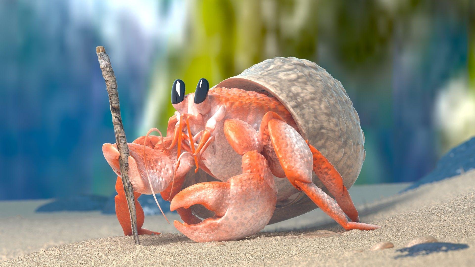 1920x1080 Hermit Crab Wallpaper
