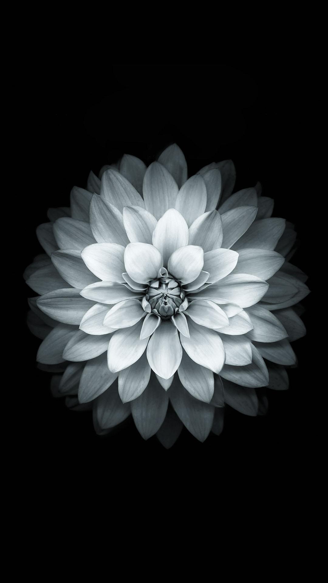 1080x1920 Black And White Apple Wallpaper And White Flower