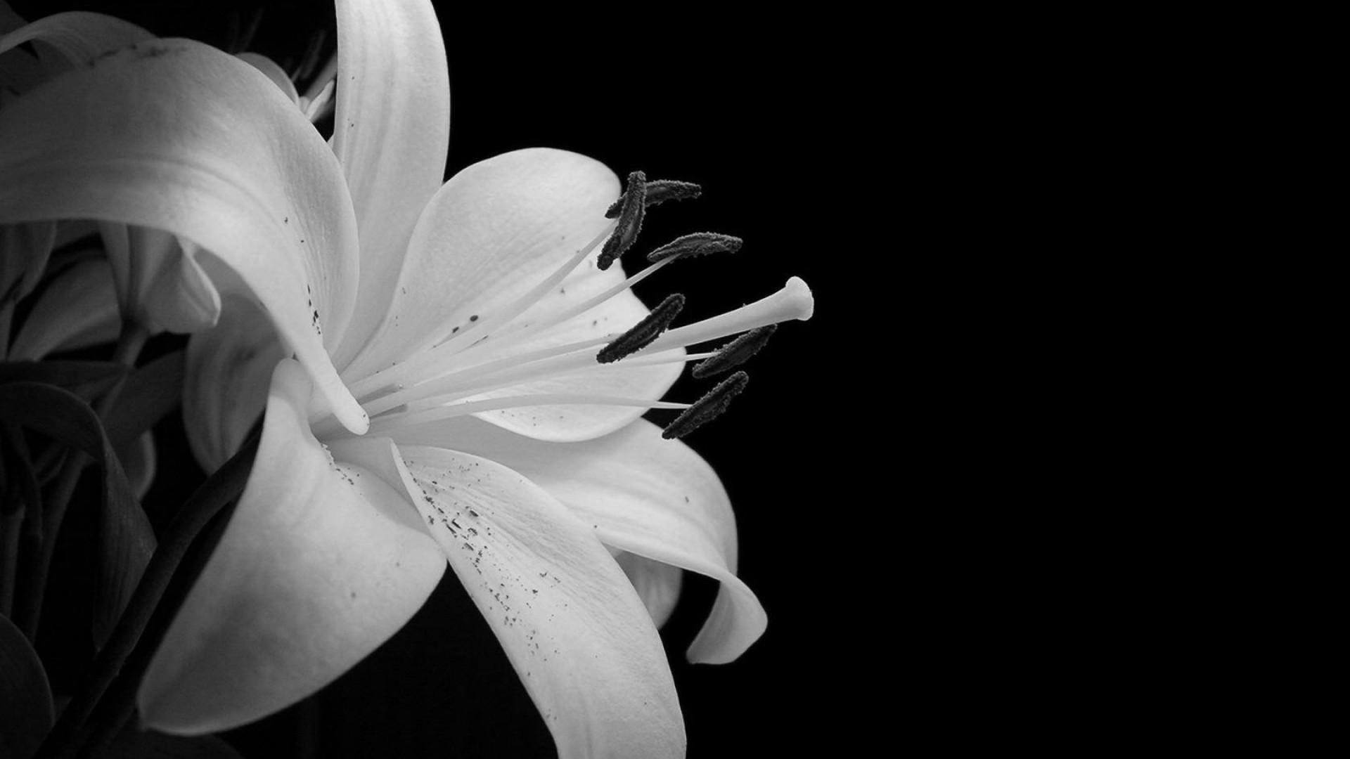 black and white flowers tumblr background