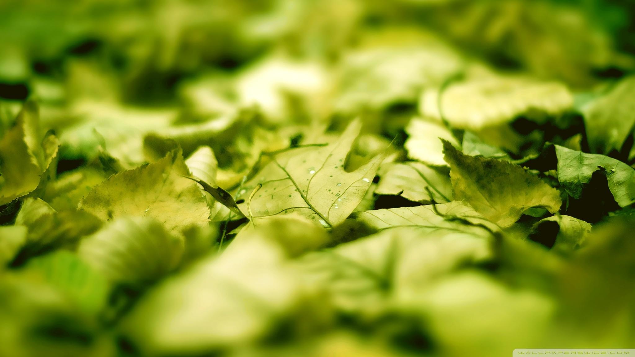 2048x1152 Green Leaves On The Ground Ultra HD Desktop Background Wallpaper for : Widescreen & UltraWide Desktop & Laptop : Multi Display, Dual Monitor : Tablet