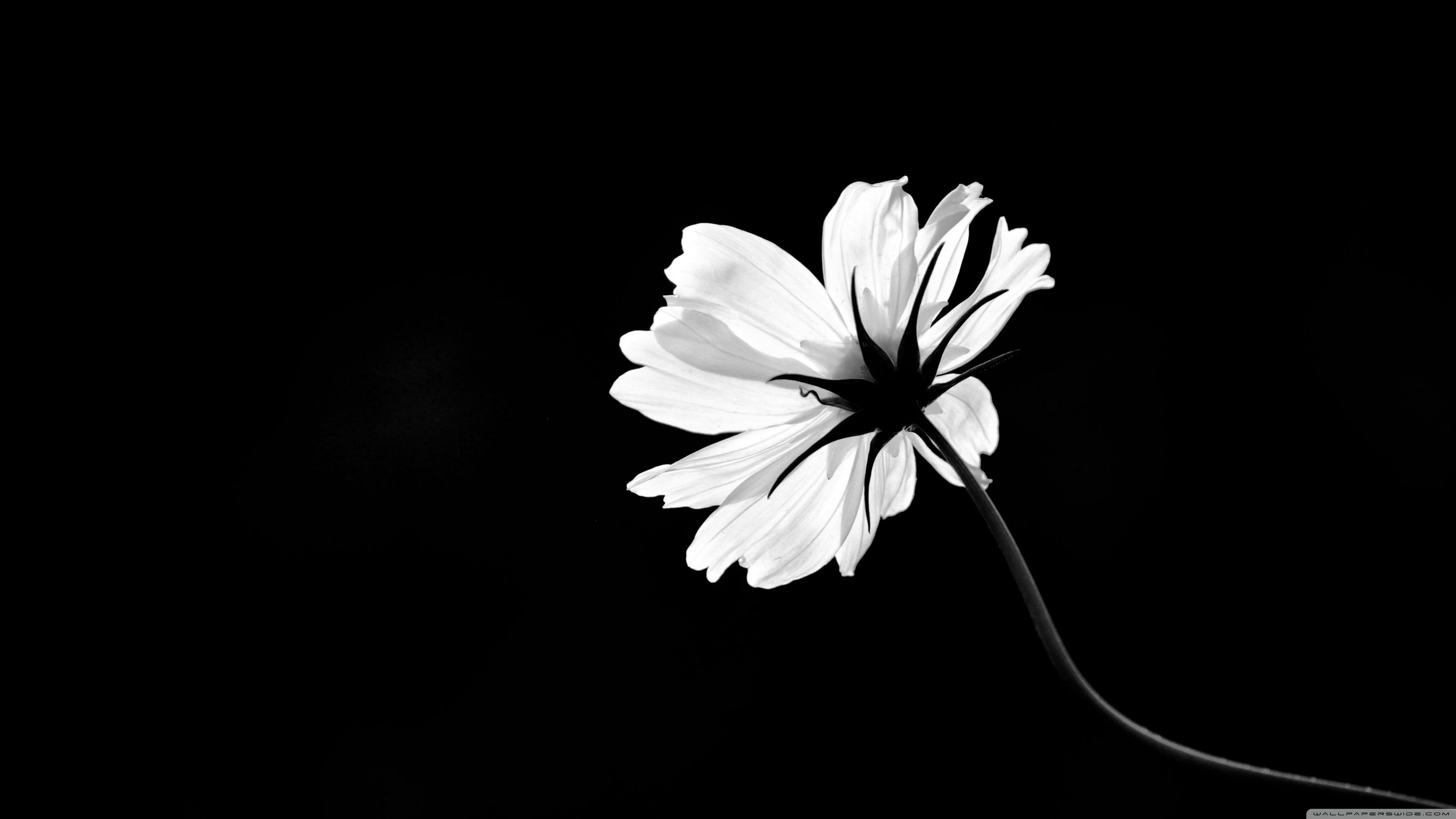 3840x2160 White Flower Ultra HD Wallpaper