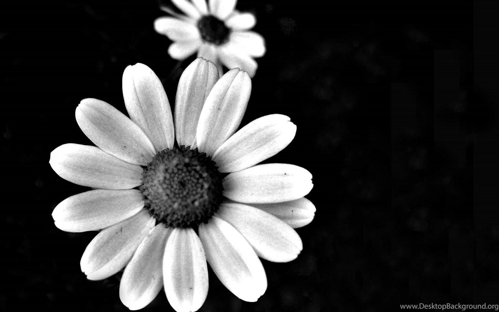 1680x1050 Black & White Floral Wallpaper Desktop Background