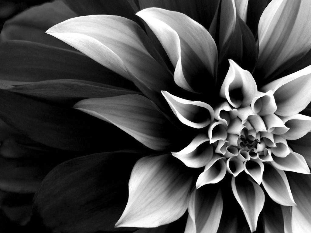 1024x768 Black and White Flower wallpaperx768