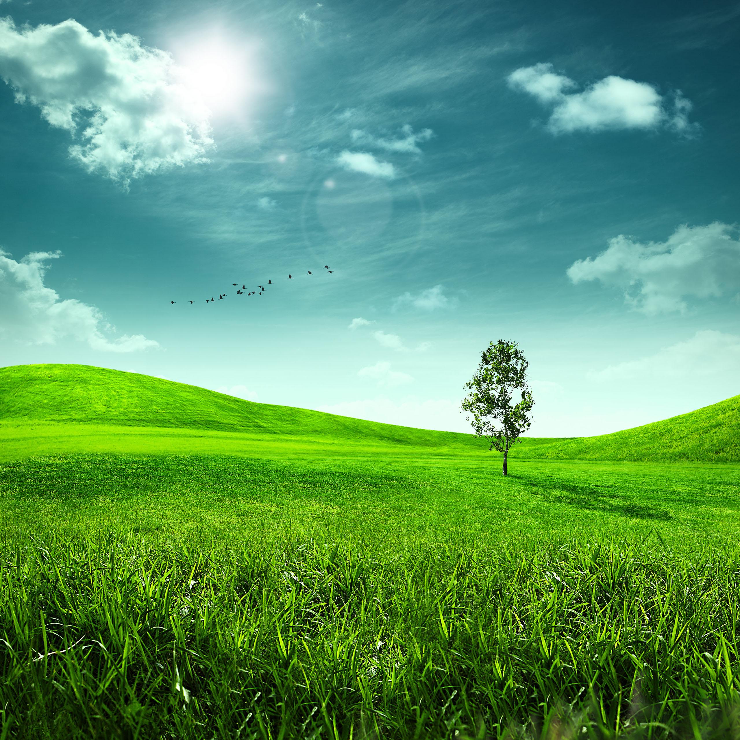 2560x2560 Nature HD Photo Green