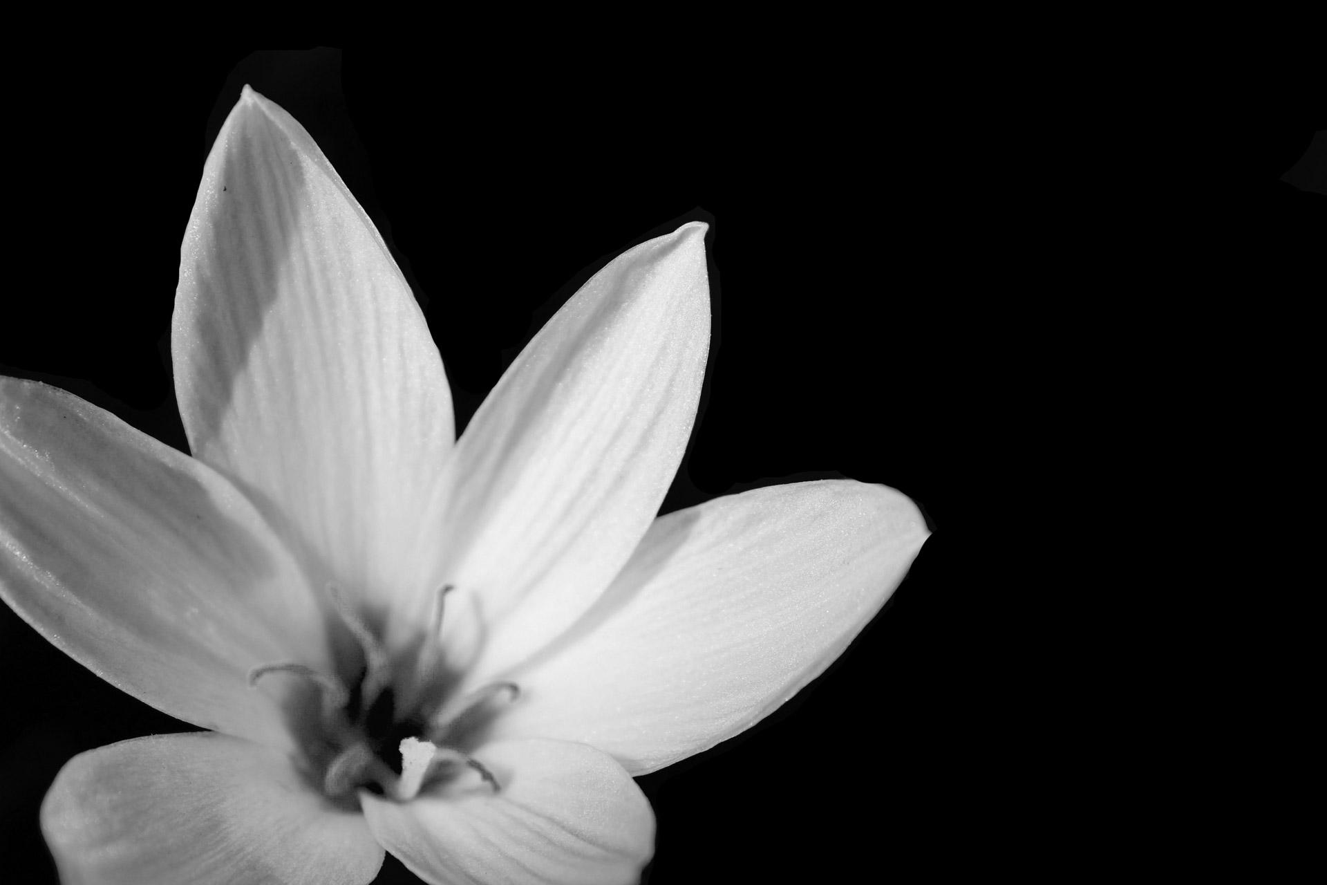 1920x1280 Black and white flower background, flower, black, white, background