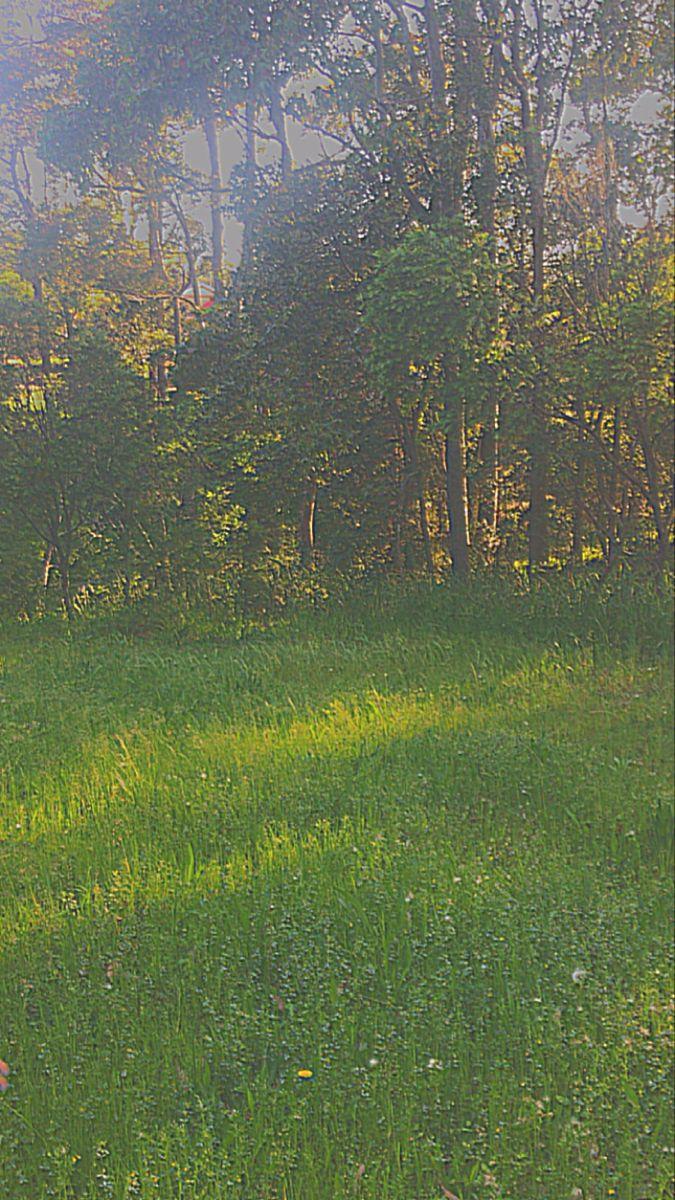 675x1200 nature #green #daisy #flowers #greenaesthetics #sunlight #sun #natural #photography #indie #ground #plants #aesthetic. Aesthetic wallpaper, Green ground, Nature