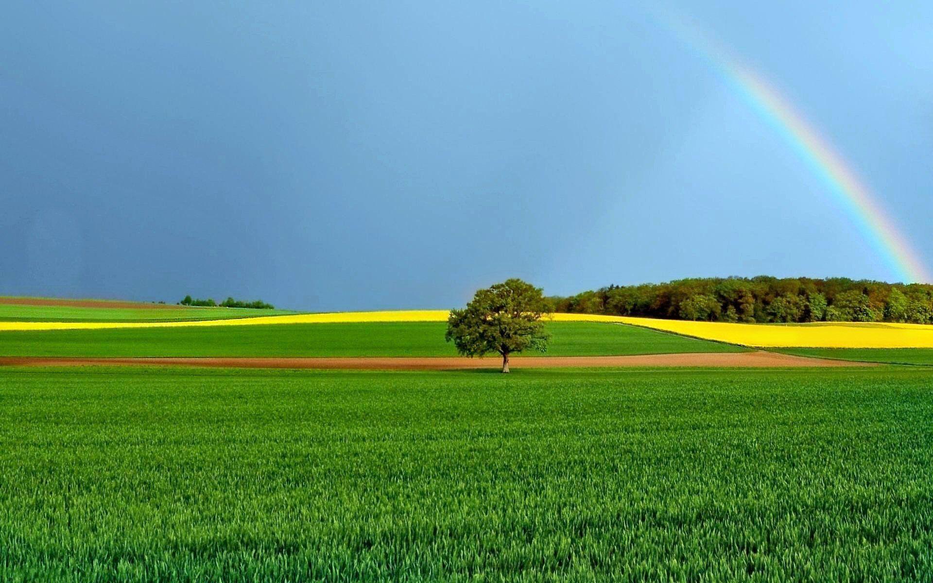 1920x1200 Free Rainbow Wallpaper Top Beautiful Free Rainbow Image. Background image, Tree HD wallpaper, Picture tree