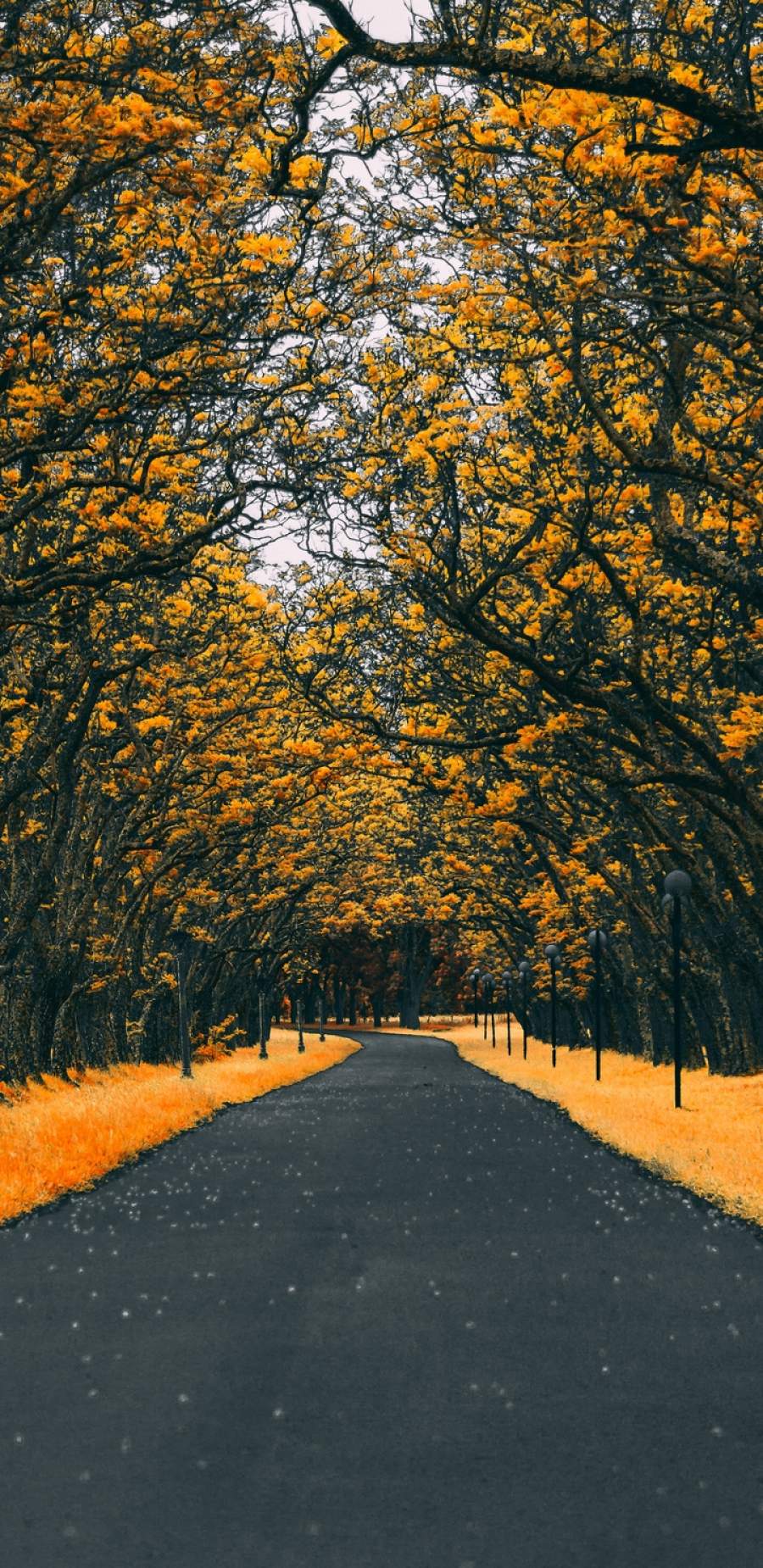 900x1850 Road Autumn 4K iPhone Wallpaper Wallpaper : iPhone Wallpaper