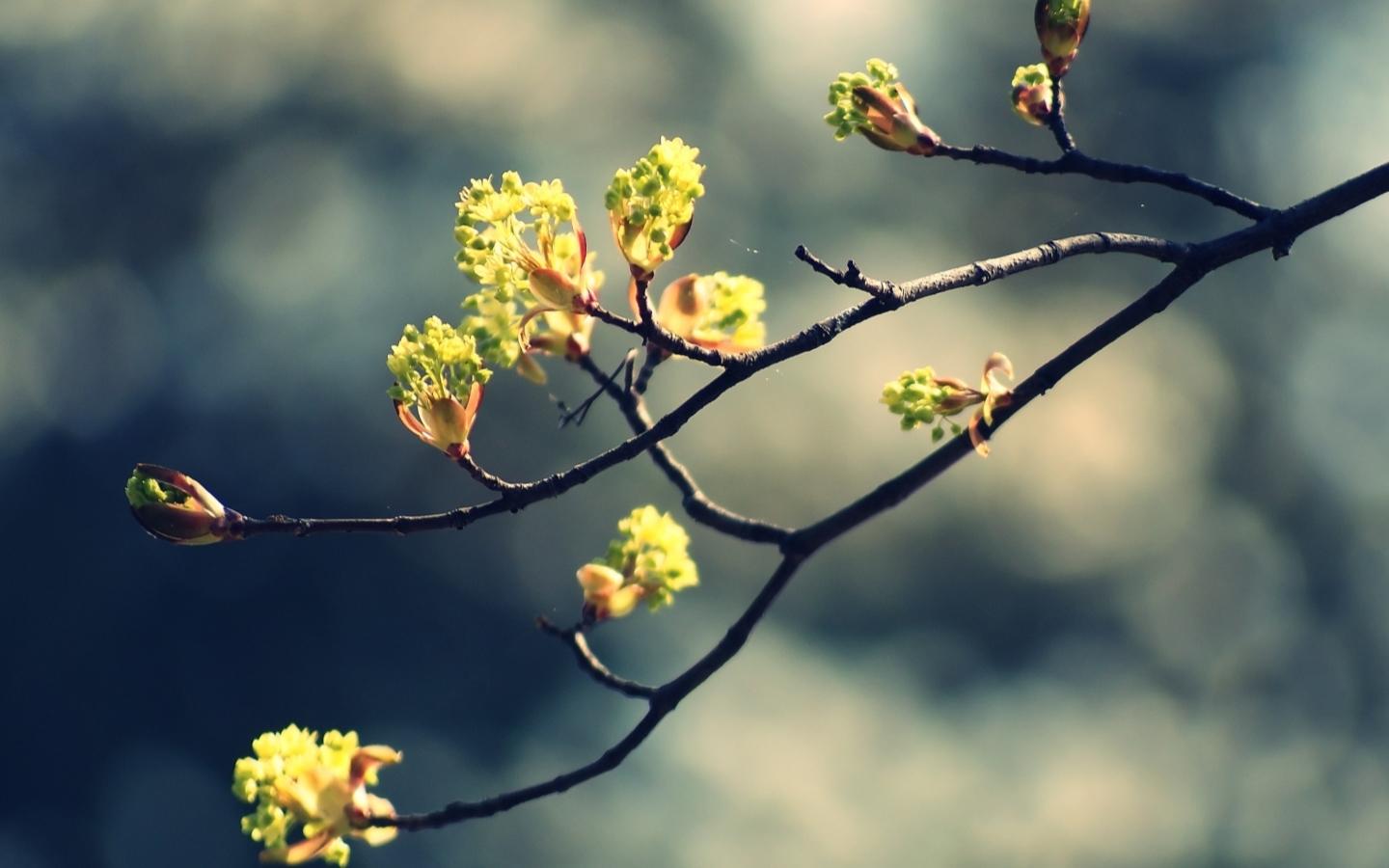 1440x900 Macbook Pro 13 Inch Wallpaper Download Free Tree Branch