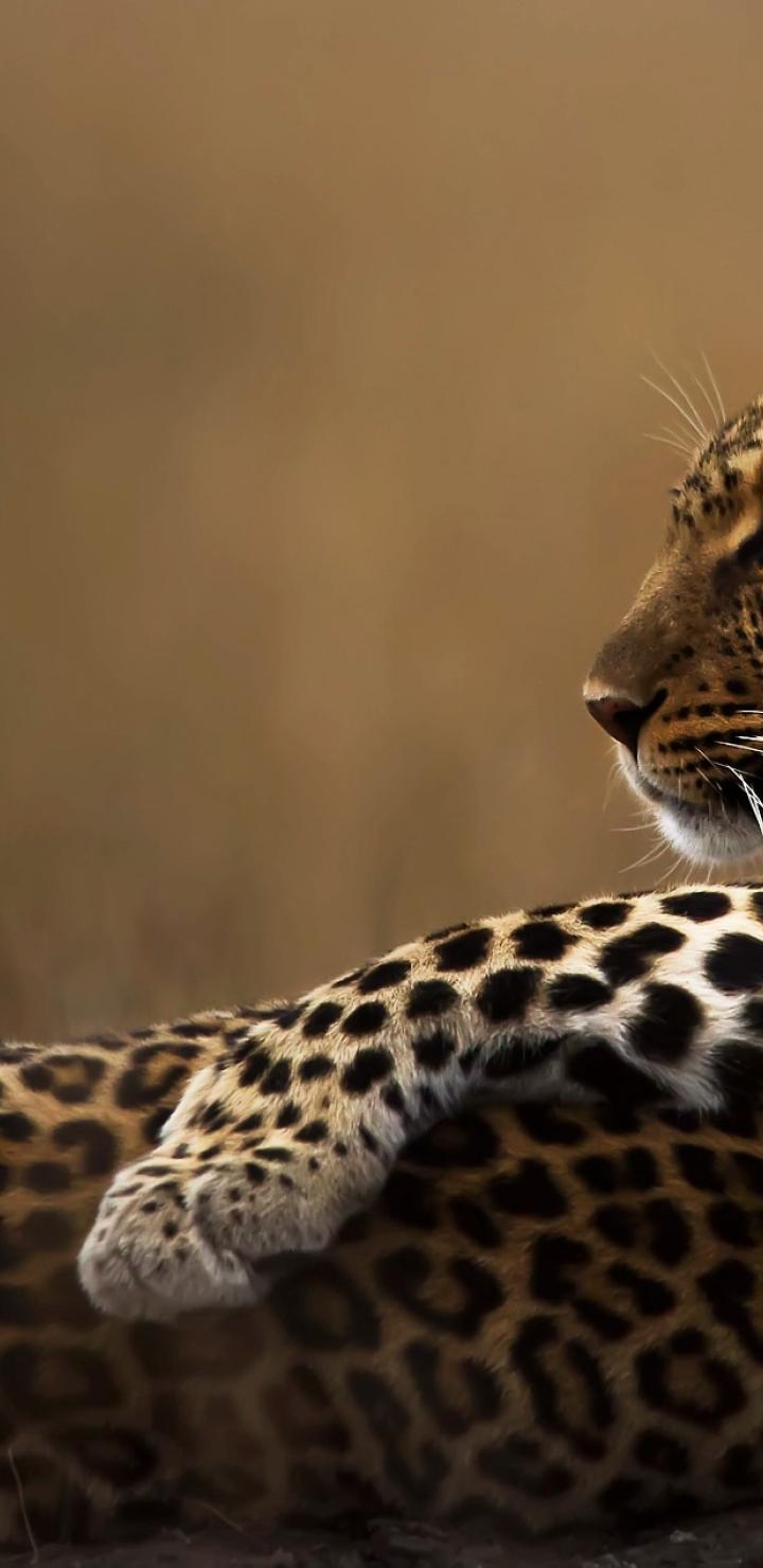 720x1480 Leopard Candid 720x1480 Resolution Wallpaper, HD Animals 4K Wallpaper, Image, Photo and Background
