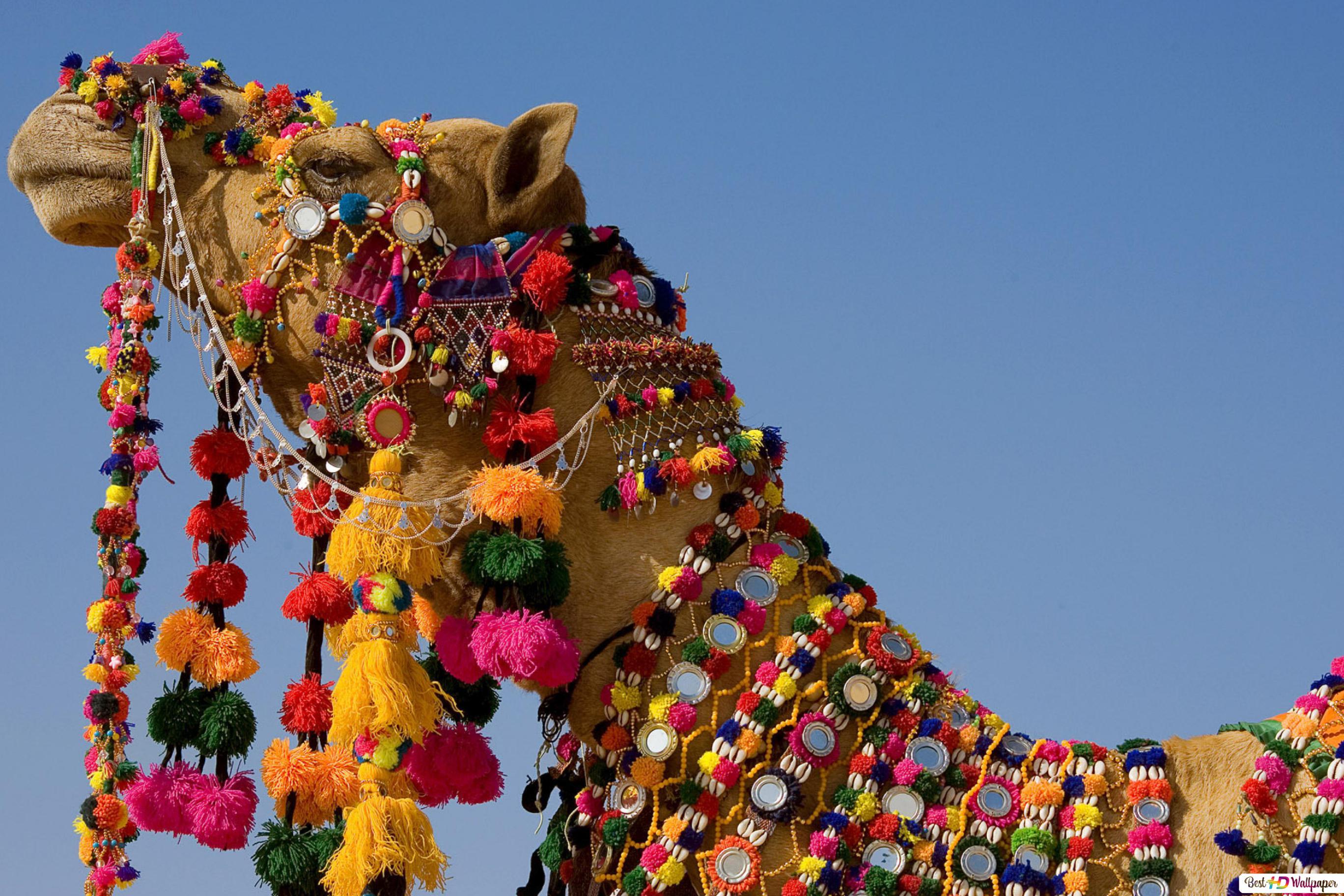2736x1824 Holy Camel HD wallpaper download east wallpaper