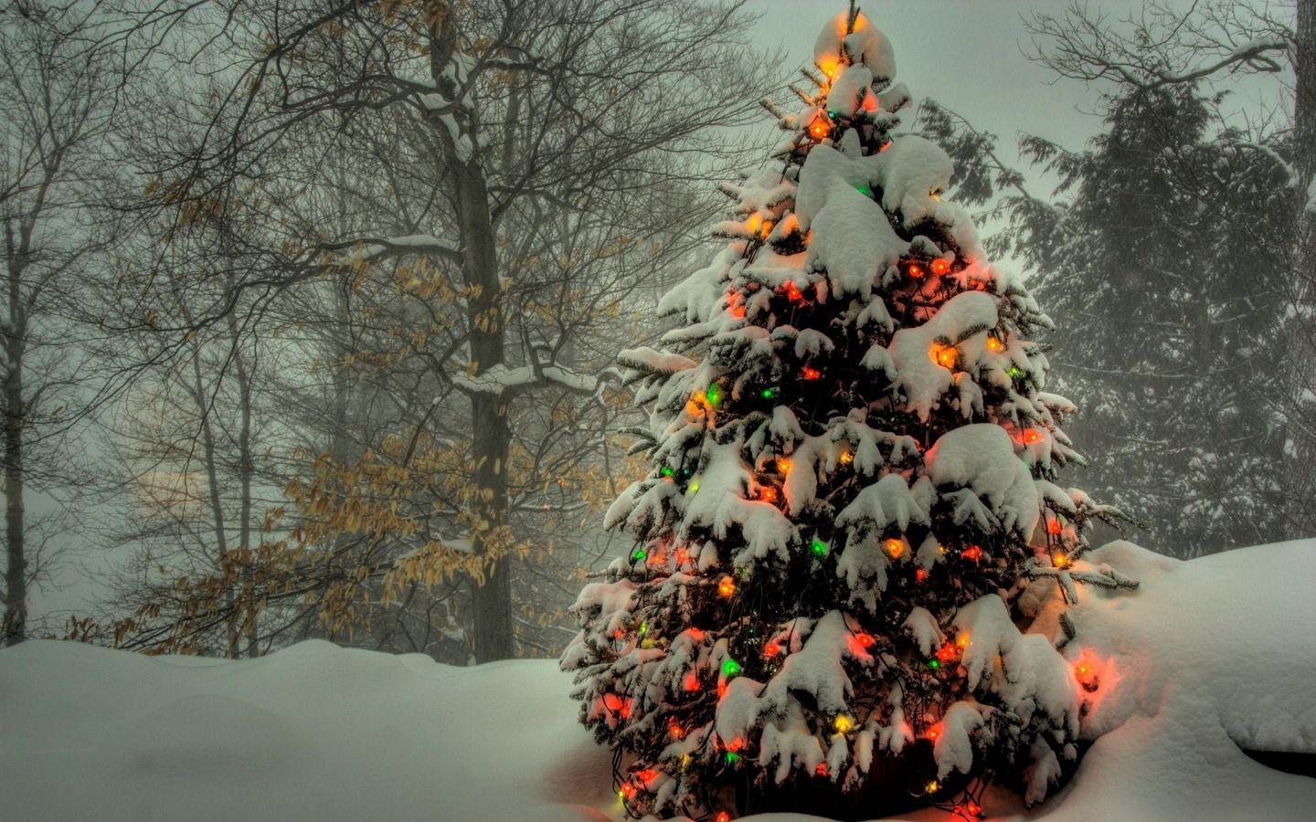 1440x900 Download wallpaper 1440x900 tree, garland, new year, christmas, trees, snow, winter, holiday widescreen 16:10 HD background
