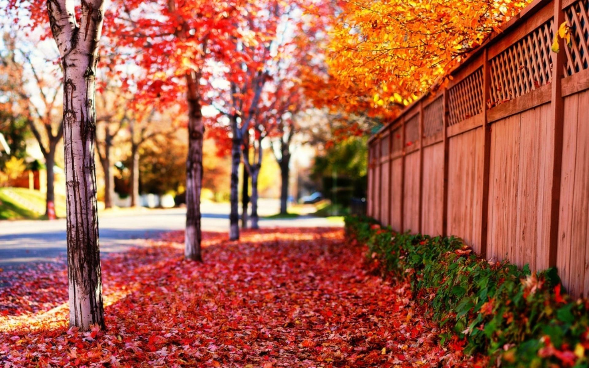 1920x1200 nature wallpaper for desktop background full screen, tree, leaf, nature, red, natural landscape