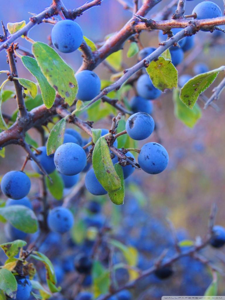 768x1024 hd nature wallpaper full screen, prunus spinosa, plant, fruit, tree, blue, european plum, damson, davidson's plum, flower, huckleberry