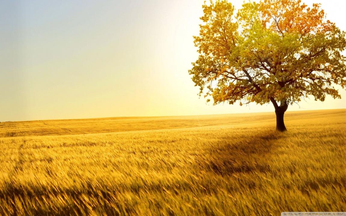 1152x720 Landscape Nature Trees Fields Ultra HD Desktop Background Wallpaper for 4K UHD TV : Multi Display, Dual Monitor : Tablet