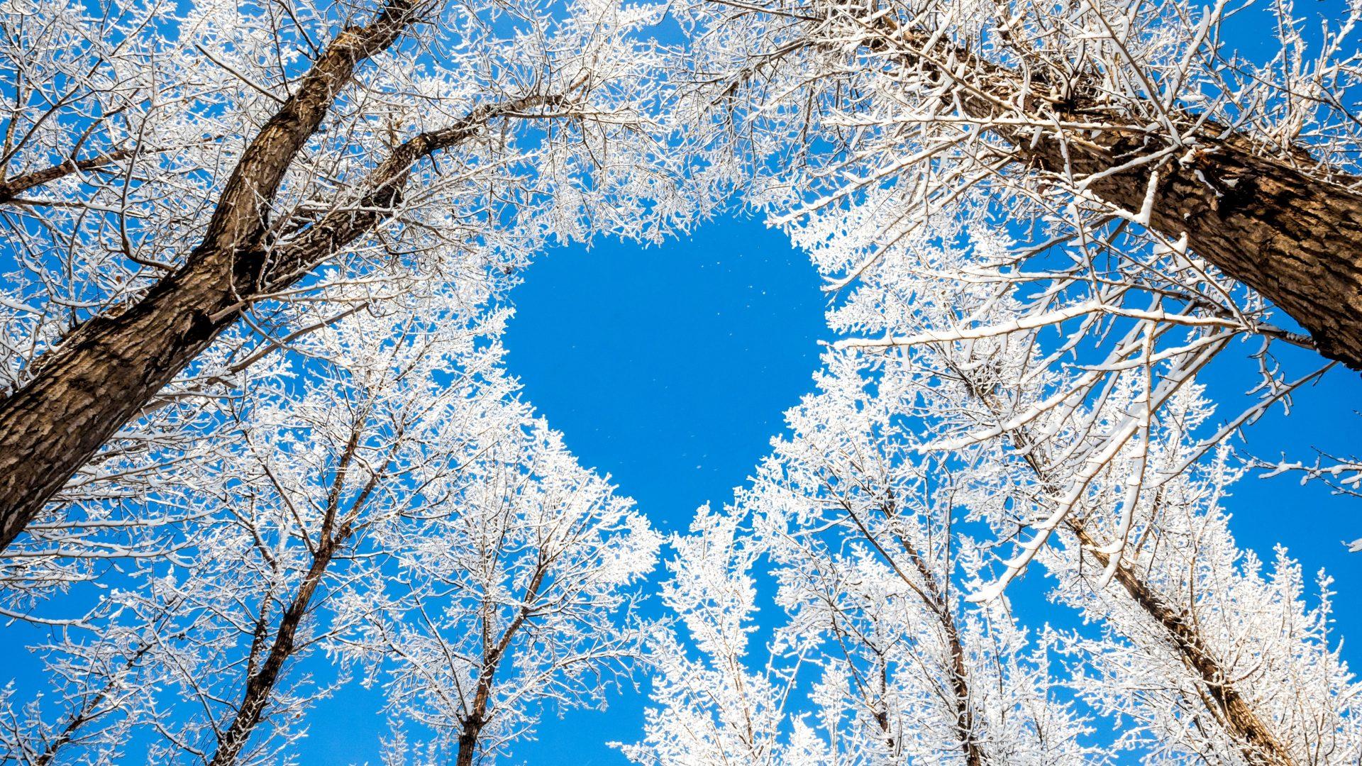1920x1080 wallpaper HD for desktop full screen 1080p, blue, branch, tree, sky, daytime, spring, plant, woody plant, pattern, design