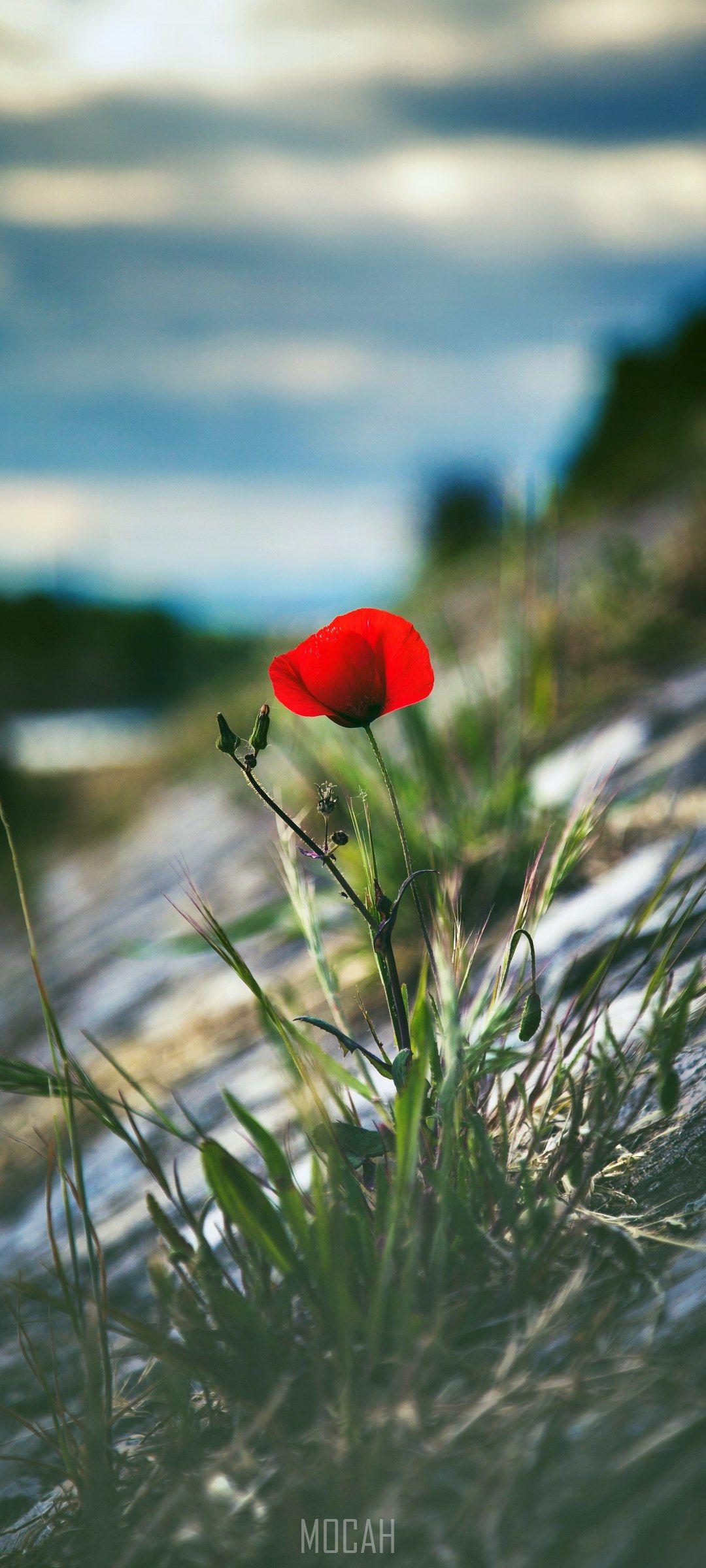 1080x2400 Vivo V20 Pro Wallpaper