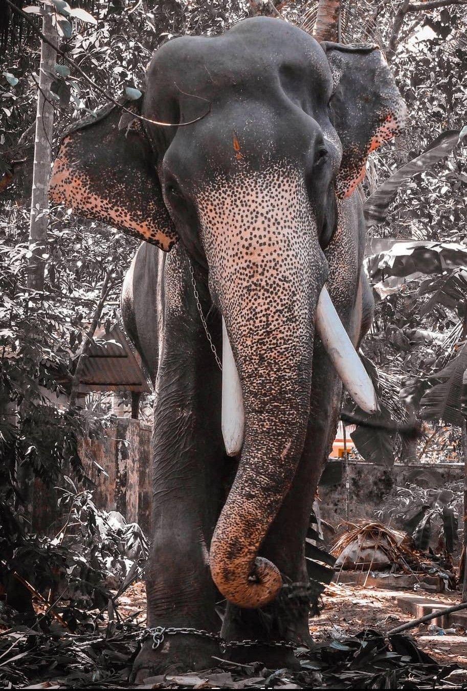 913x1351 മംഗലാംകുന്ന് കർണ്ണൻ. Elephant photography, Elephant image, Elephants photo