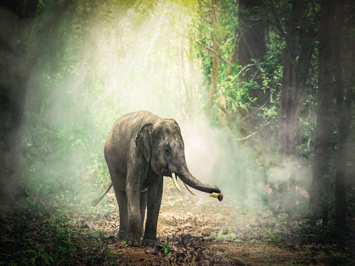 1200x900 Kerala Is All Set To Become Home Of World's Largest Elephant Care And Cure Facility. Times Of India Travel