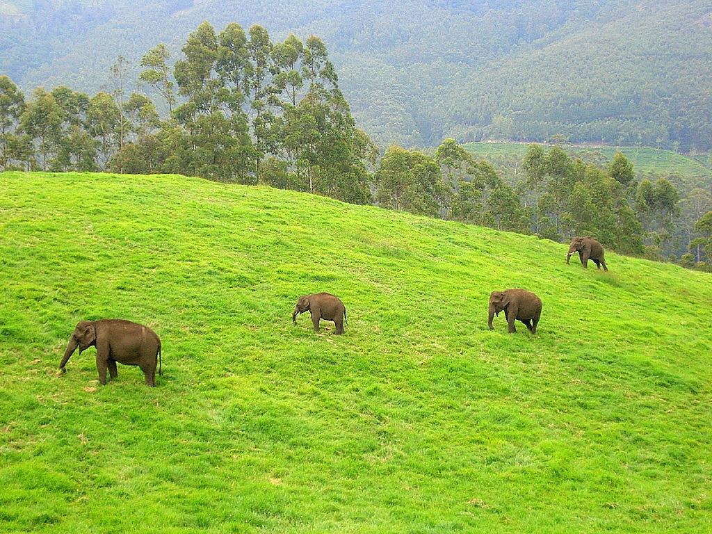 1024x768 Elephants in Kerala culture