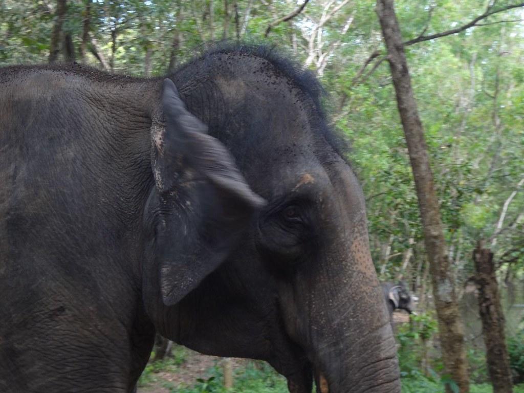 1024x768 Kerala Elephants. The Indian Elephant is the State Animal o