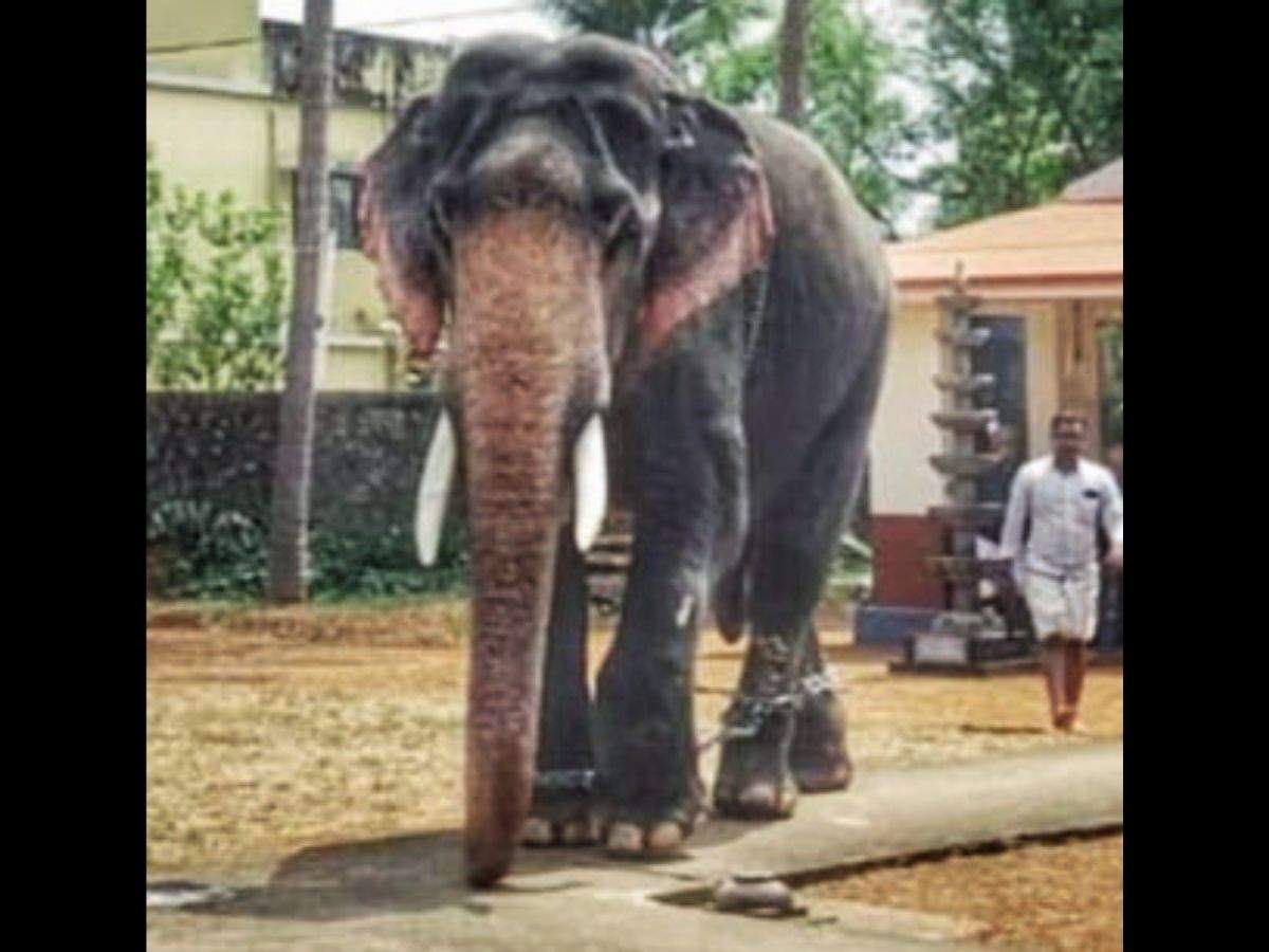 1200x900 Kerala loses two popular captive elephants. Kochi News of India
