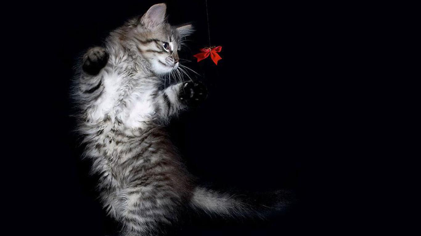 1366x768 Free download Cute cats photo for girls desktop wallpaper [1366x768] for your Desktop, Mobile & Tablet. Explore Wallpaper for My Desktop Cats. Funny Cat Desktop Wallpaper, Cat Picture for