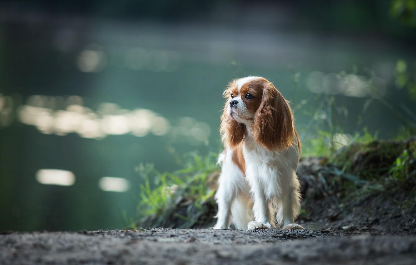 1332x850 Wallpaper dog, Spaniel, The cavalier king Charles Spaniel image for desktop, section собаки