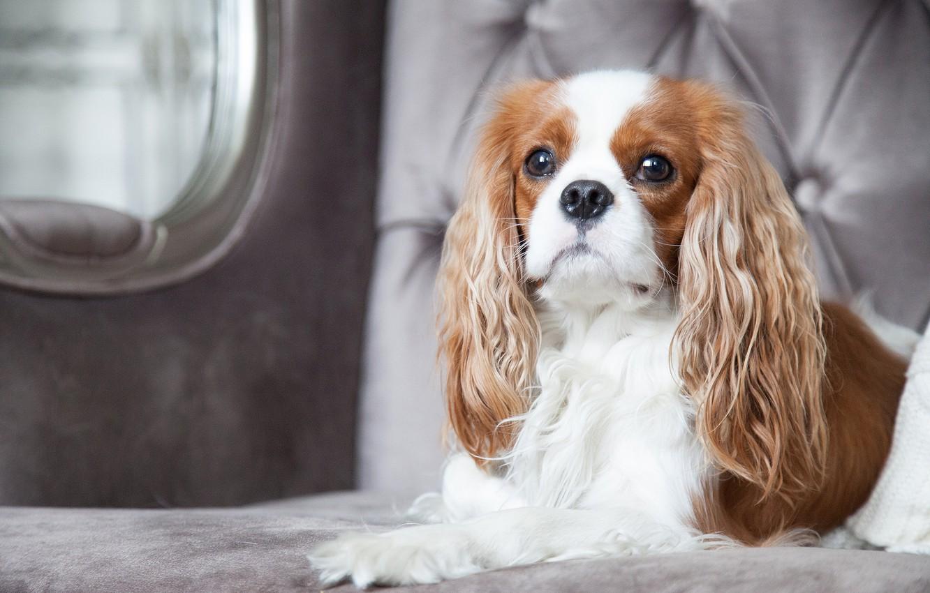 1332x850 Wallpaper dog, chic, the cavalier king Charles Spaniel image for desktop, section животные