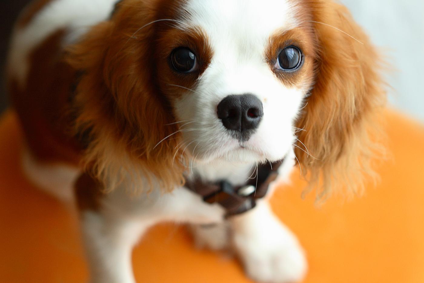 1400x933 Free download Cavalier King Charles Spaniel by therese [1400x933] for your Desktop, Mobile & Tablet. Explore Cavalier King Charles Spaniel Wallpaper. Charles Woodson Wallpaper, Cocker Spaniel Wallpaper, Wallpaper King