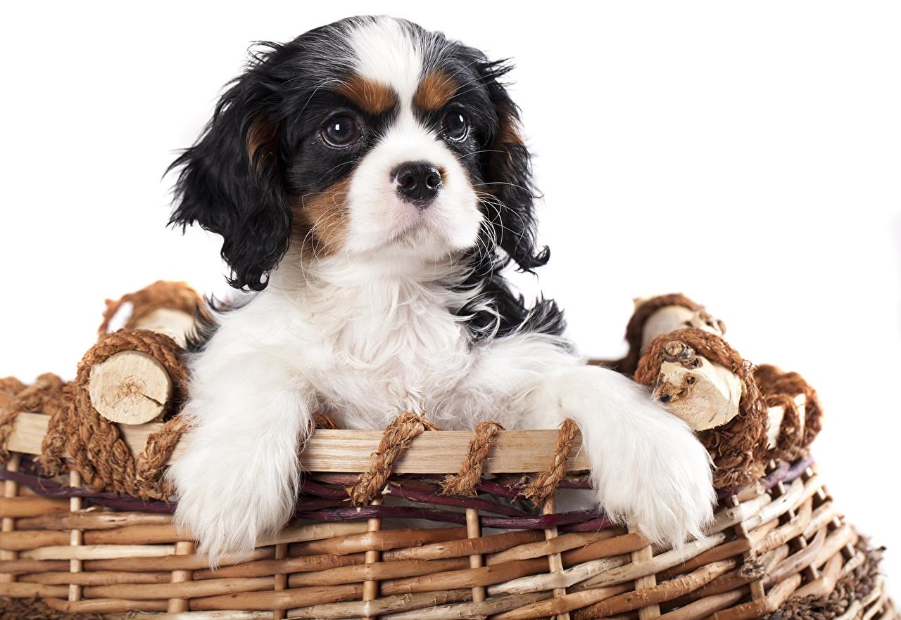 1280x882 Desktop Wallpaper Puppy Spaniel King Charles Spaniel Dogs Cavalier