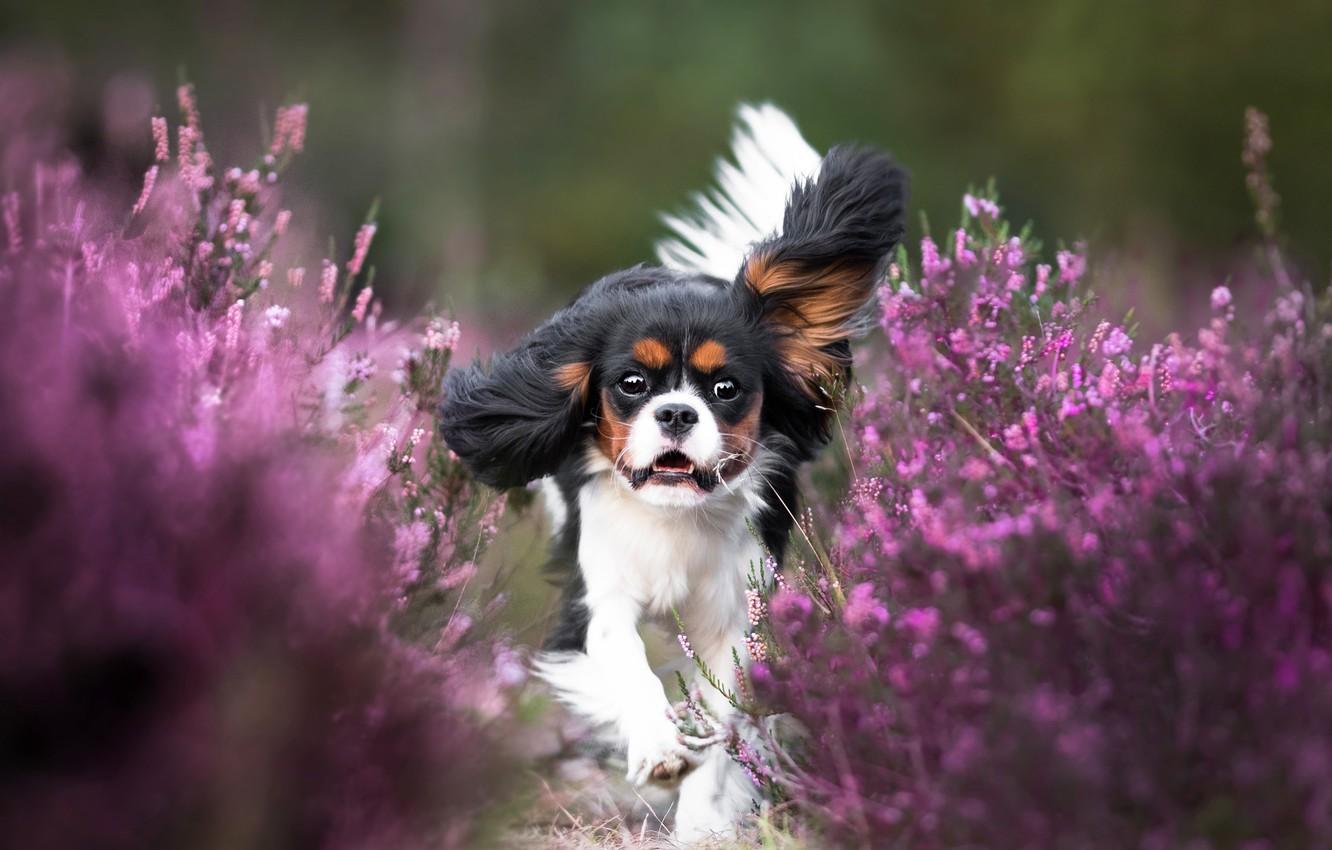1332x850 Wallpaper Flowers, Dog, Running, Puppy, Cavalier King Charles Spaniel Image For Desktop, Section собаки
