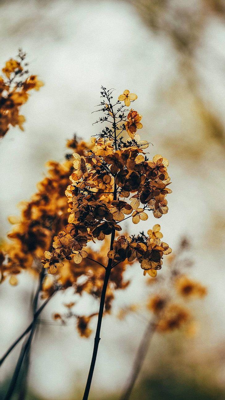 728x1294 Vertical Flower Wallpaper