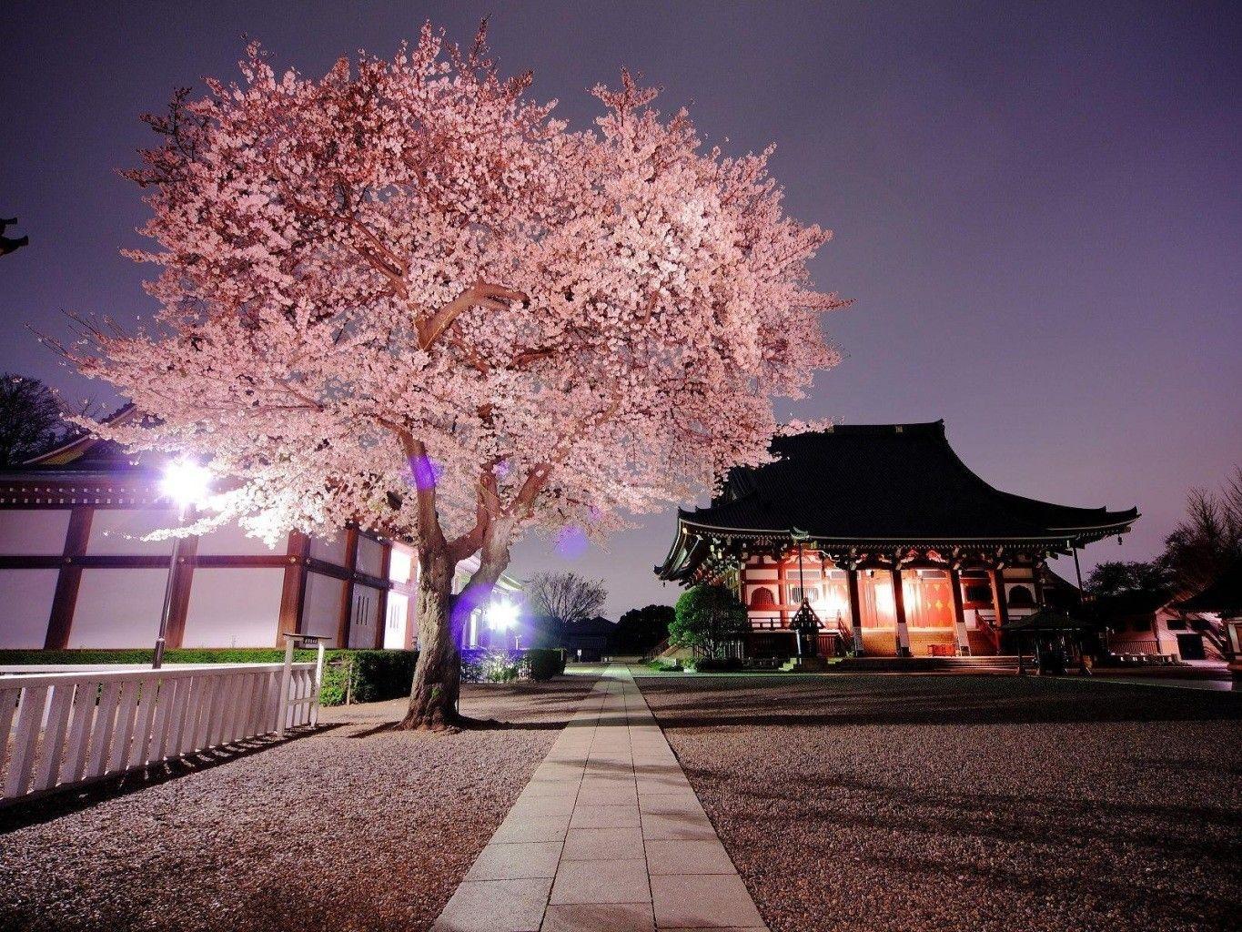 Japan Cherry Blossom Wallpapers - Top Free Japan Cherry Blossom