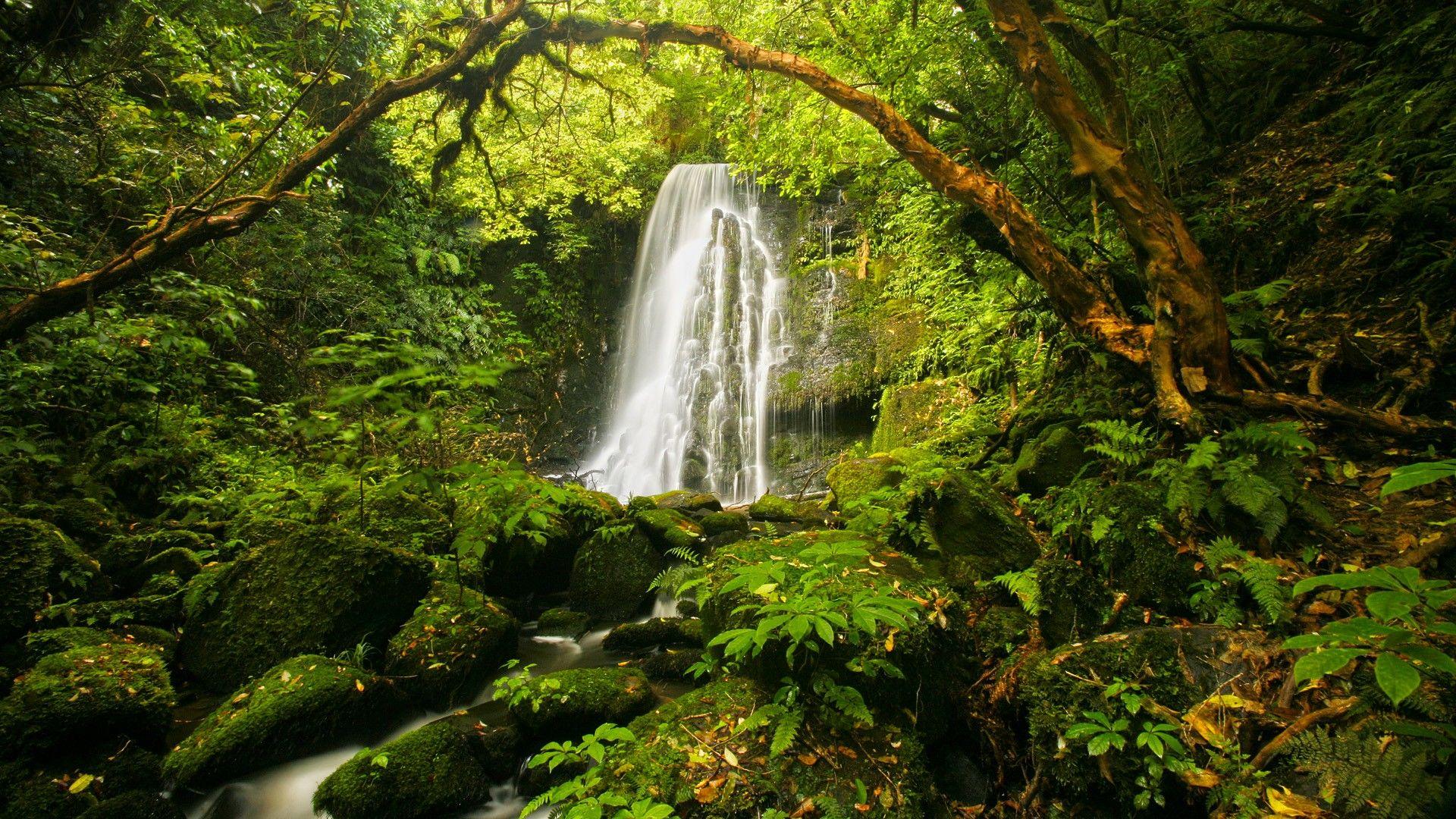 1920x1080 New Zealand #Forest #Waterfall Windows 8 Wallpaper #nature #windows8 #falls #NewZealand. Waterfall, Waterfall wallpaper, Small waterfall